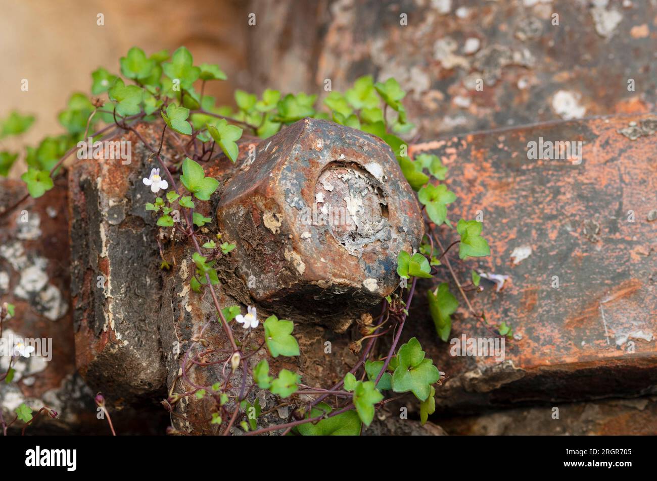 Rusty Metall Schraube Stockfoto