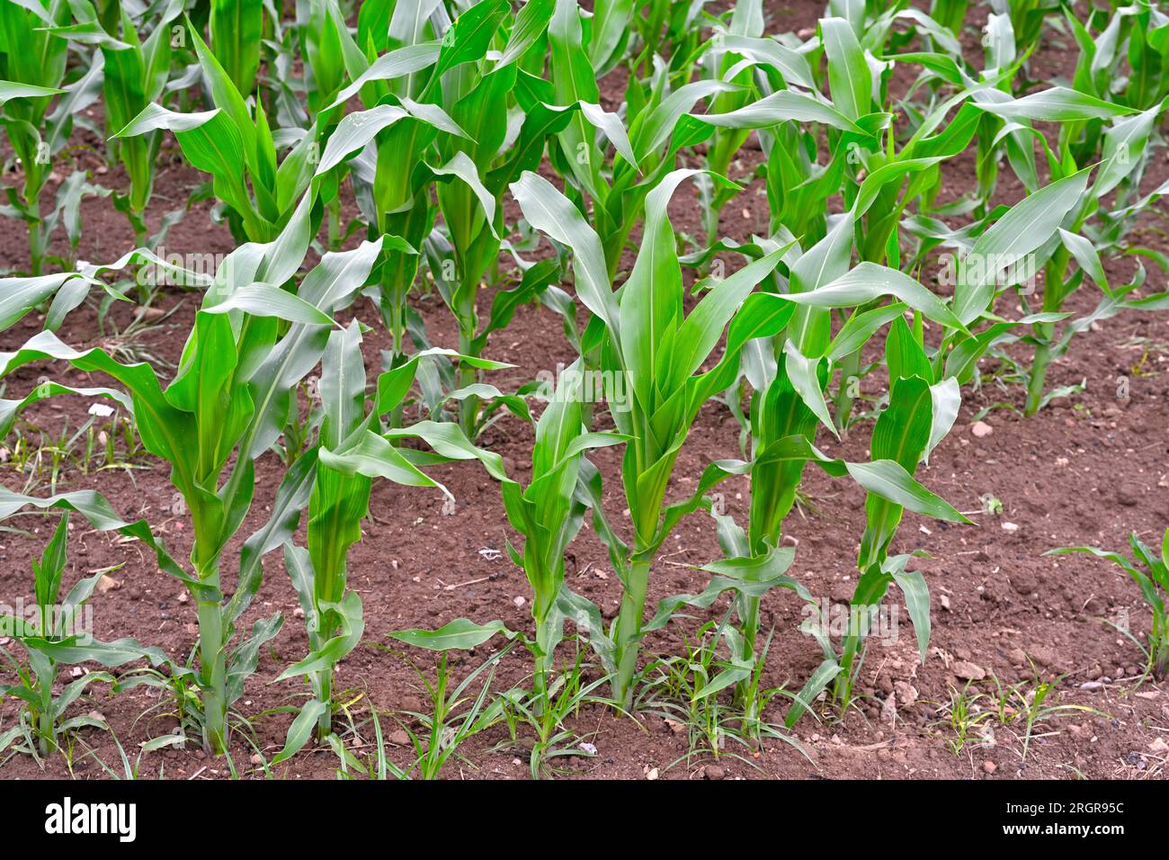Jungmaispflanzen (Zea mays), die auf dem Feld wachsen Stockfoto