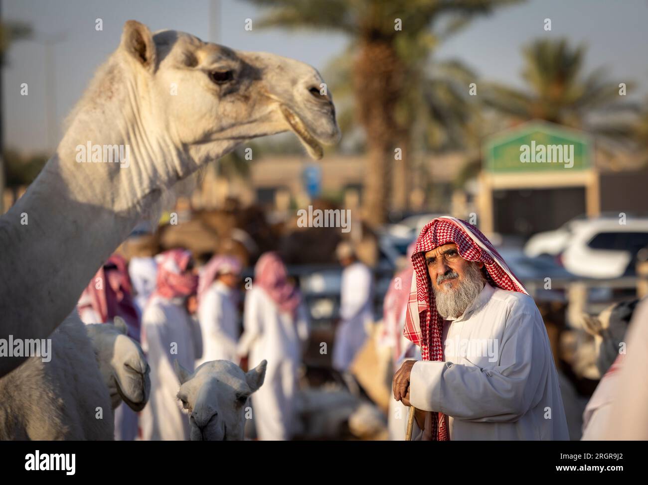 Buraydah, Saudi-Arabien, 4. August 2023: Alter Mann, der Kamele auf dem Kamelmarkt in der Stadt Buraydah ansieht Stockfoto