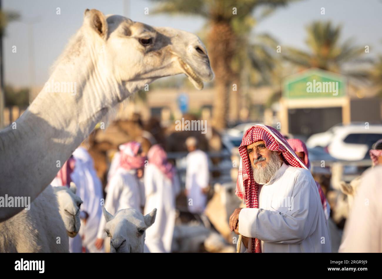 Buraydah, Saudi-Arabien, 4. August 2023: Alter Mann, der Kamele auf dem Kamelmarkt in der Stadt Buraydah ansieht Stockfoto