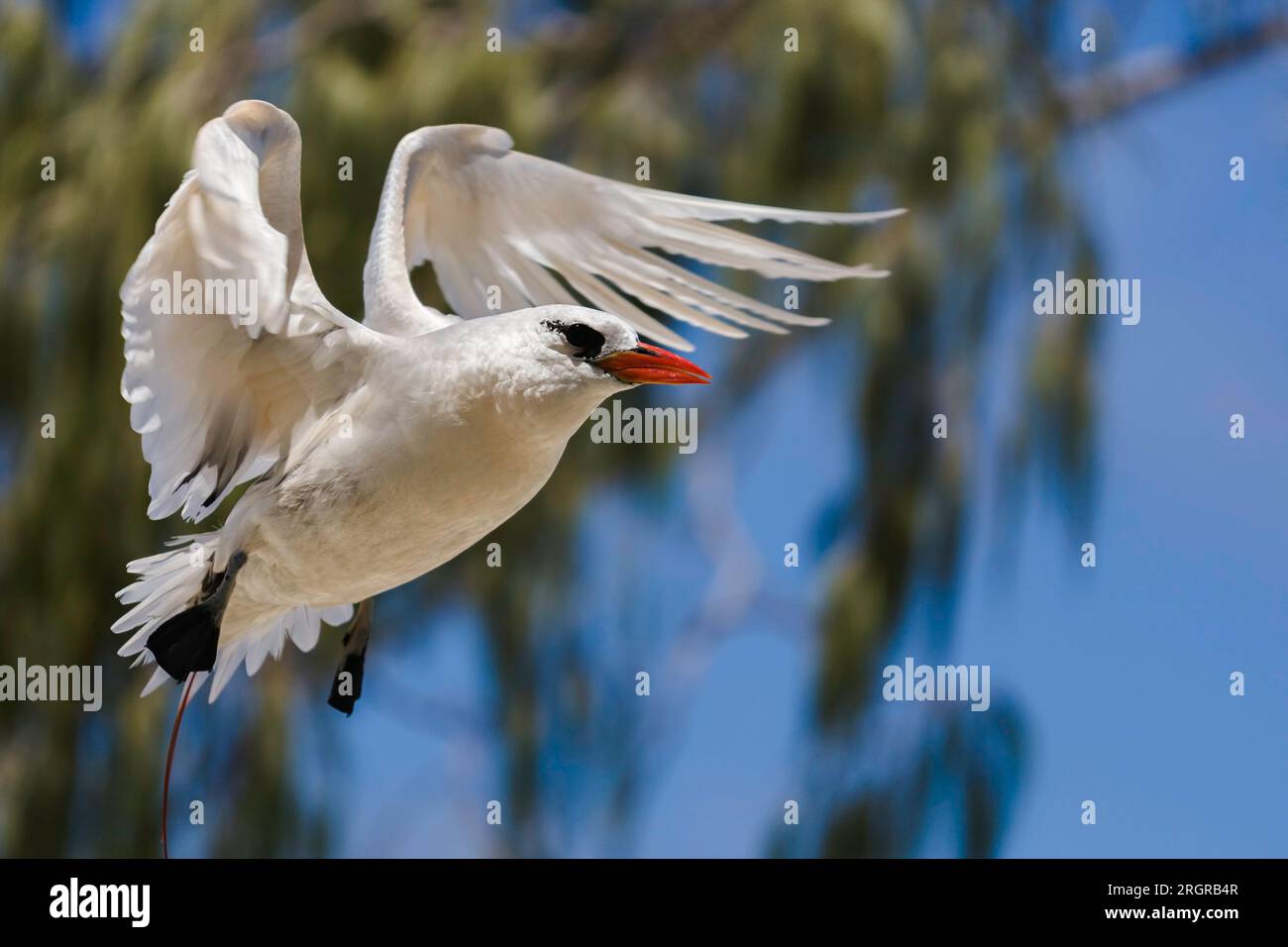 Rotschwanztropicbird - Phaethon rubricauda - kommt auf Lady Elliott Island, Australien an Land Stockfoto