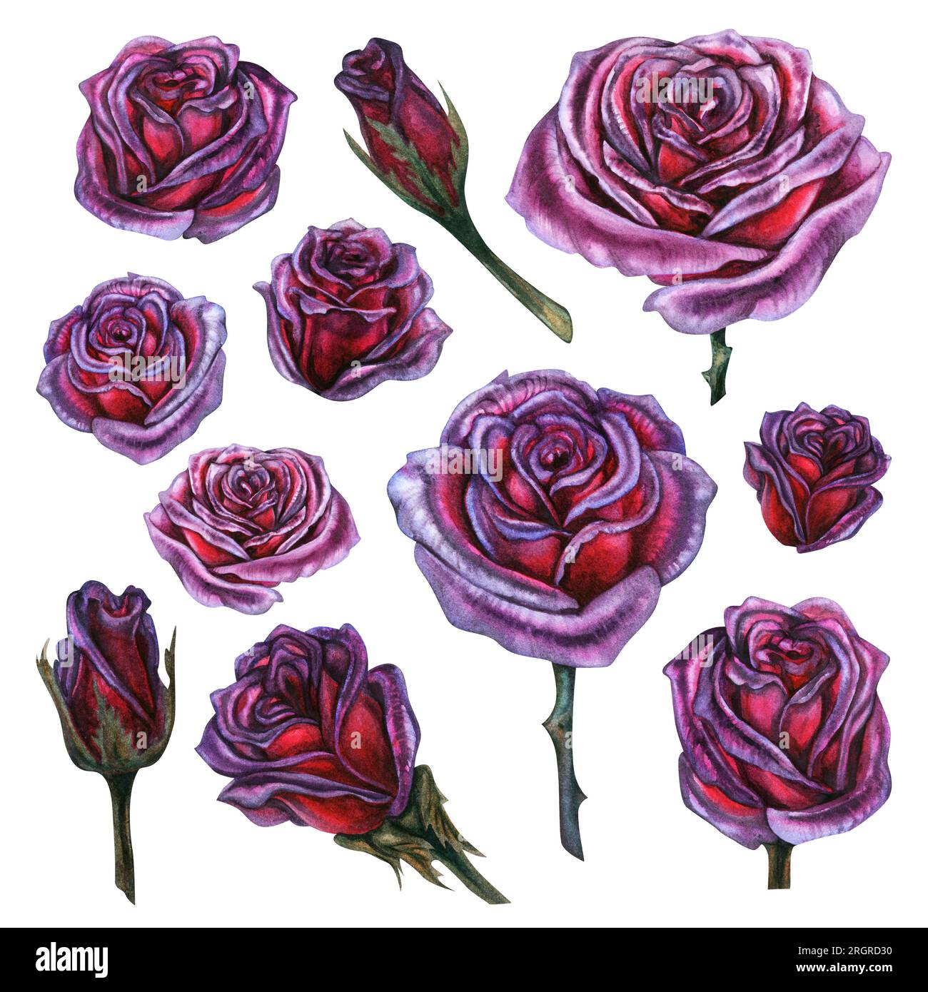 Dunkellila Rosen handgezeichnete Aquarelle für Designkarten, Einladungen, Stoffmuster für Geburtstag, Nachtparty, halloween Stockfoto