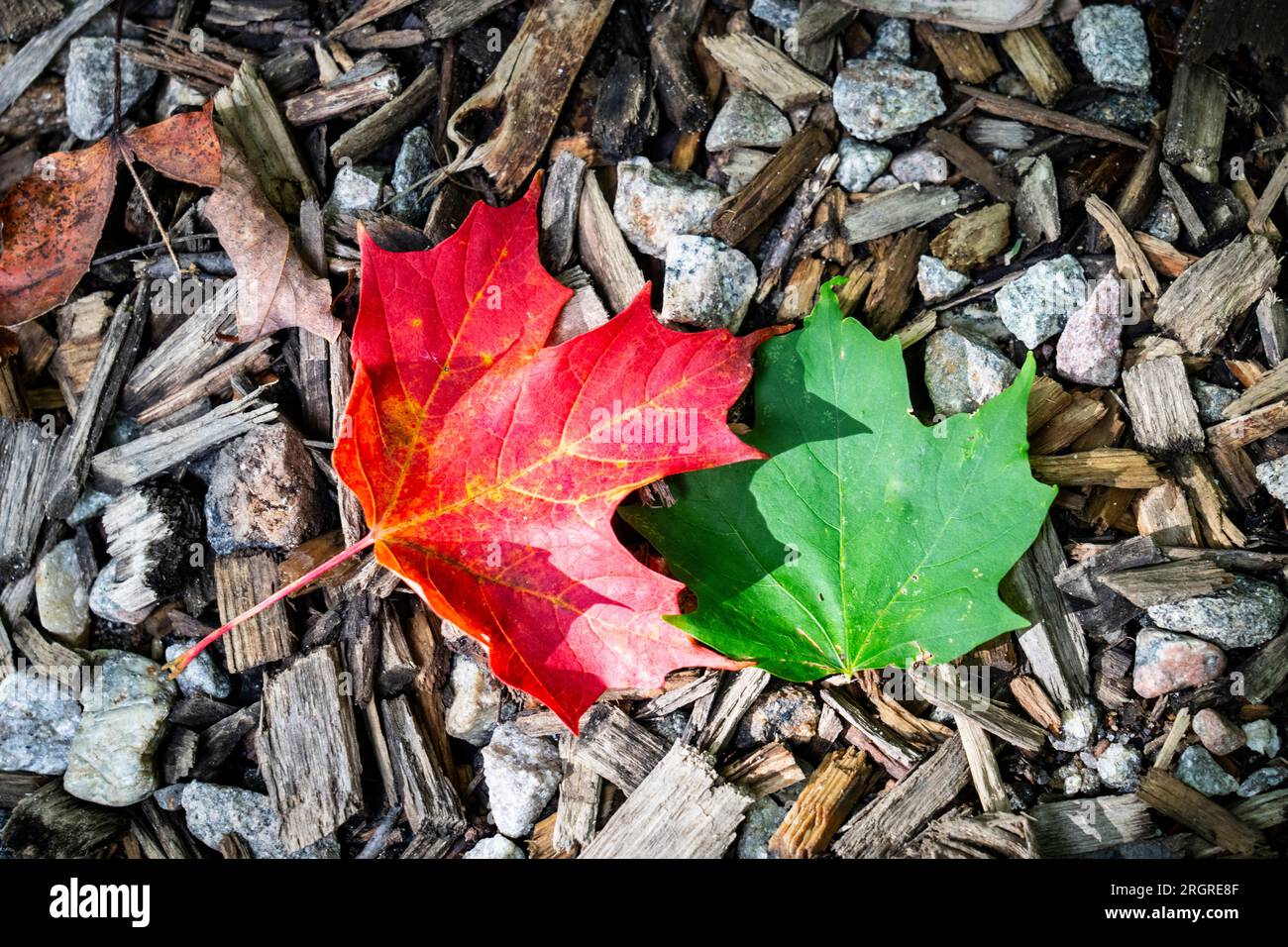 Grüne und rote Ahornblätter mit Herbstlaub kommen bald. Stockfoto