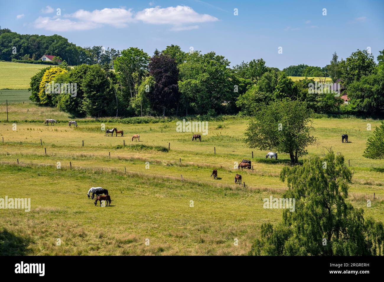 Weide mit Pferden, oberhalb des Ruhrgebiets bei Wengern, Bezirk Wetter an der Ruhr, im Bezirk Ennepe-Ruhr, NRW, Deutschland, Stockfoto