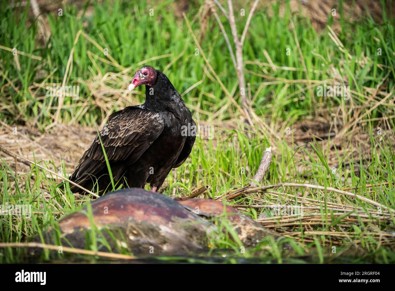 Truthahngeier in der Nähe von Weißwedelhirschkadaver entlang der St. Der Lawrence-Fluss. Stockfoto