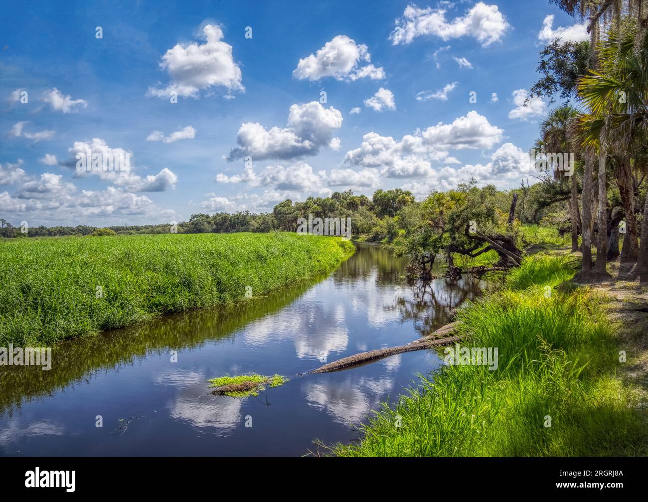 Weiße Wolken und blauer Himmel spiegeln sich im Myakka River im Myakka River State Park in Sarasota, Florida, USA Stockfoto