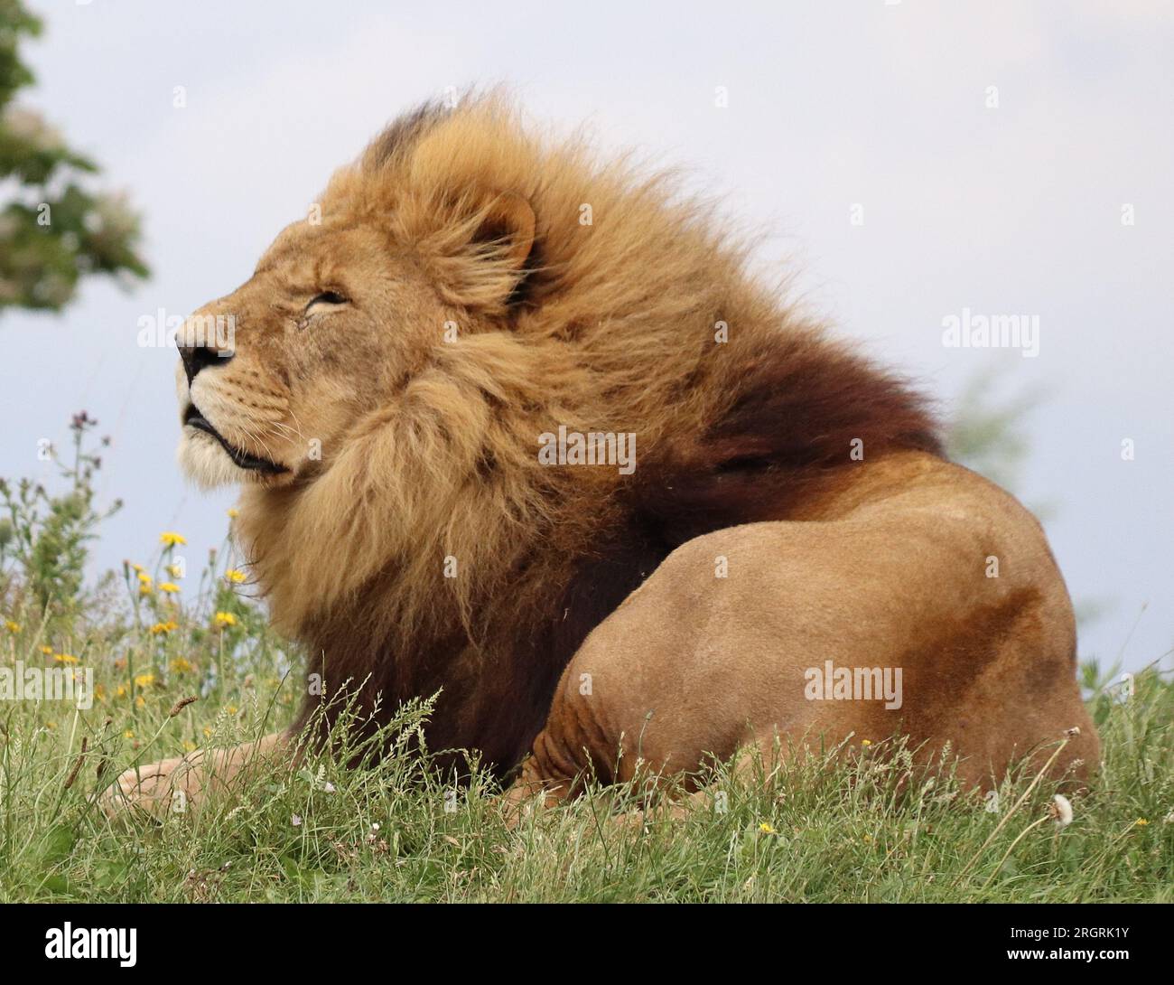 YORKSHIRE WILDLIFE PARK DONCASTER SOUTH YORKSHIRE Stockfoto