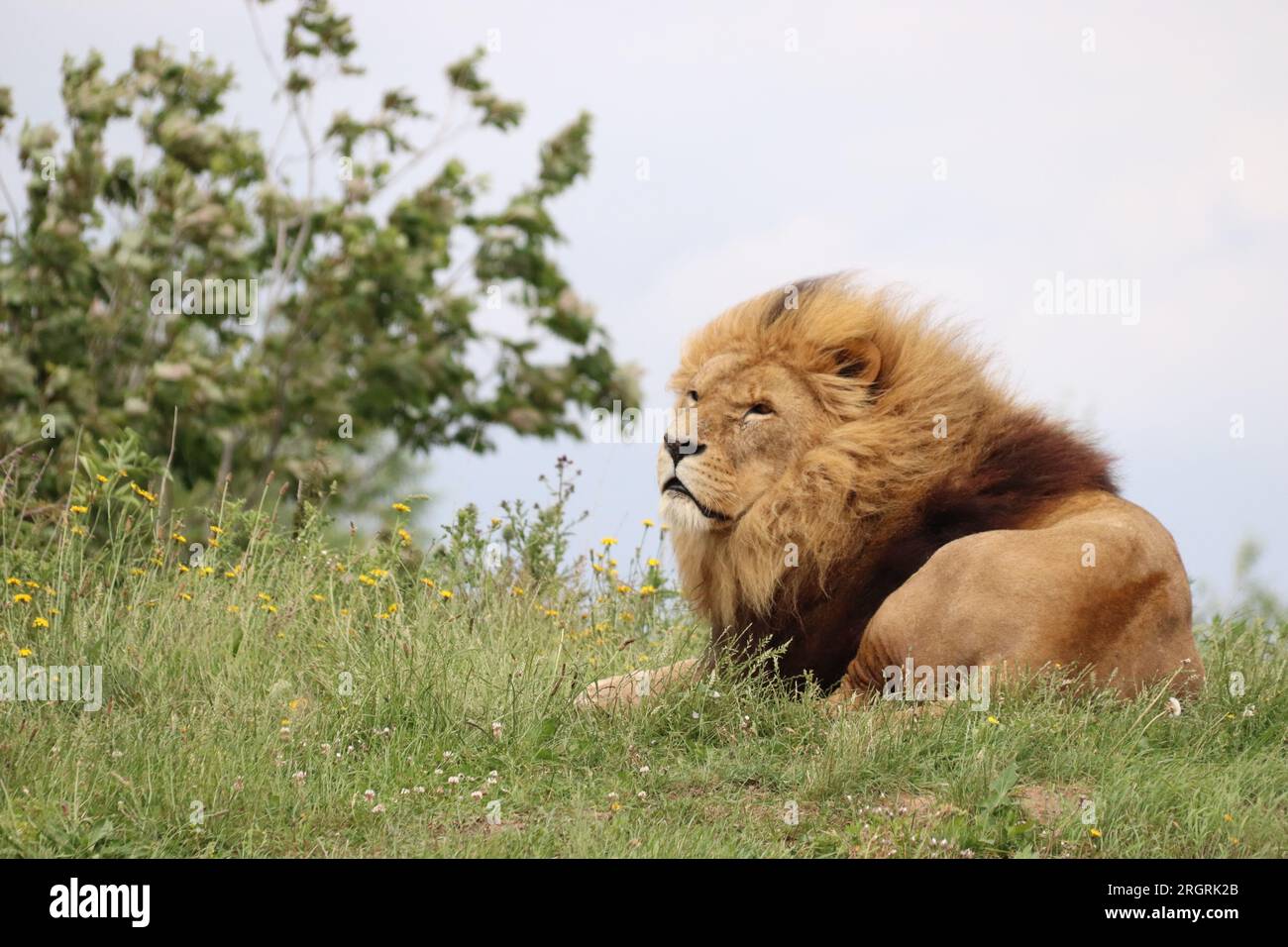 YORKSHIRE WILDLIFE PARK DONCASTER SOUTH YORKSHIRE Stockfoto