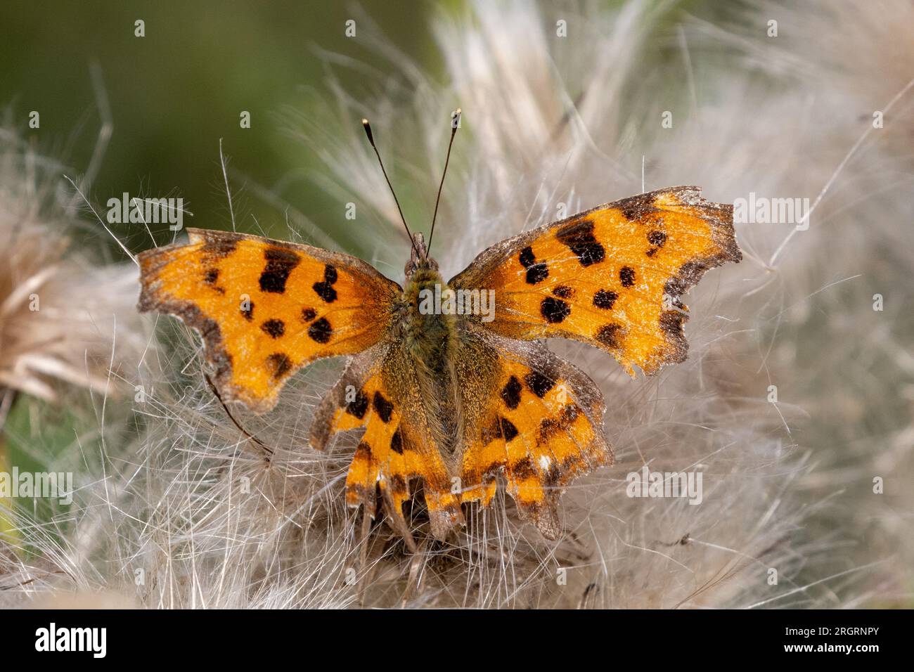 Ein Komma-Schmetterling, der auf einer schleichenden Distel ruht Stockfoto