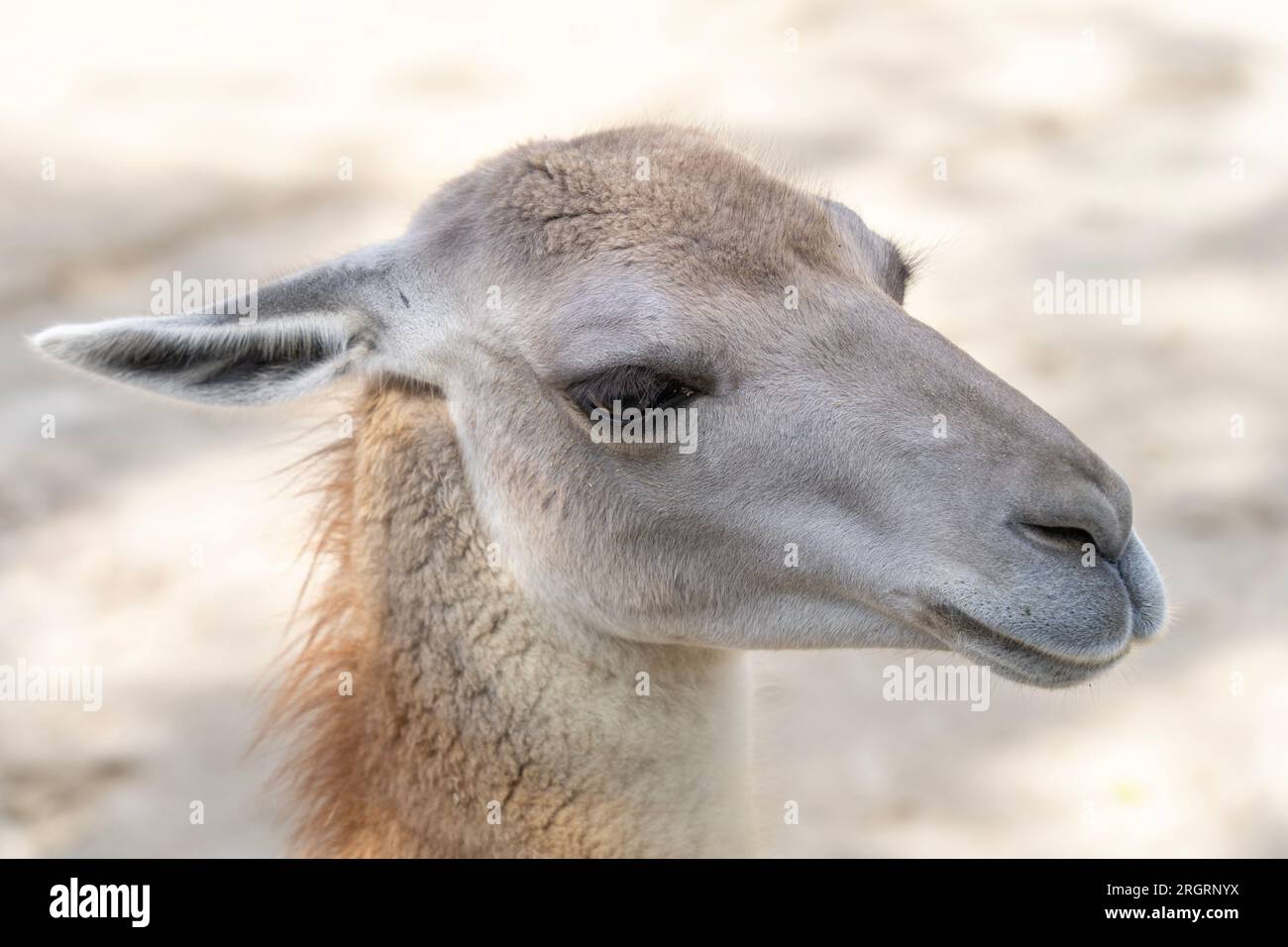 Helles Lama-Kopfporträt Stockfoto