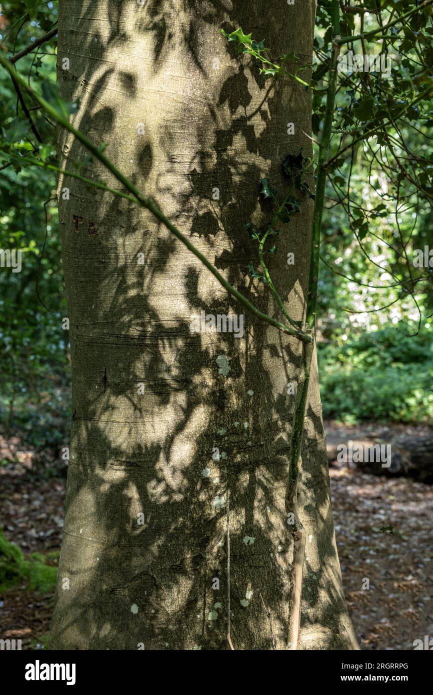 Buchenbaum mit Laubschatten, RSPB Arne Nature Reserve, Arne, Dorset, Großbritannien Stockfoto