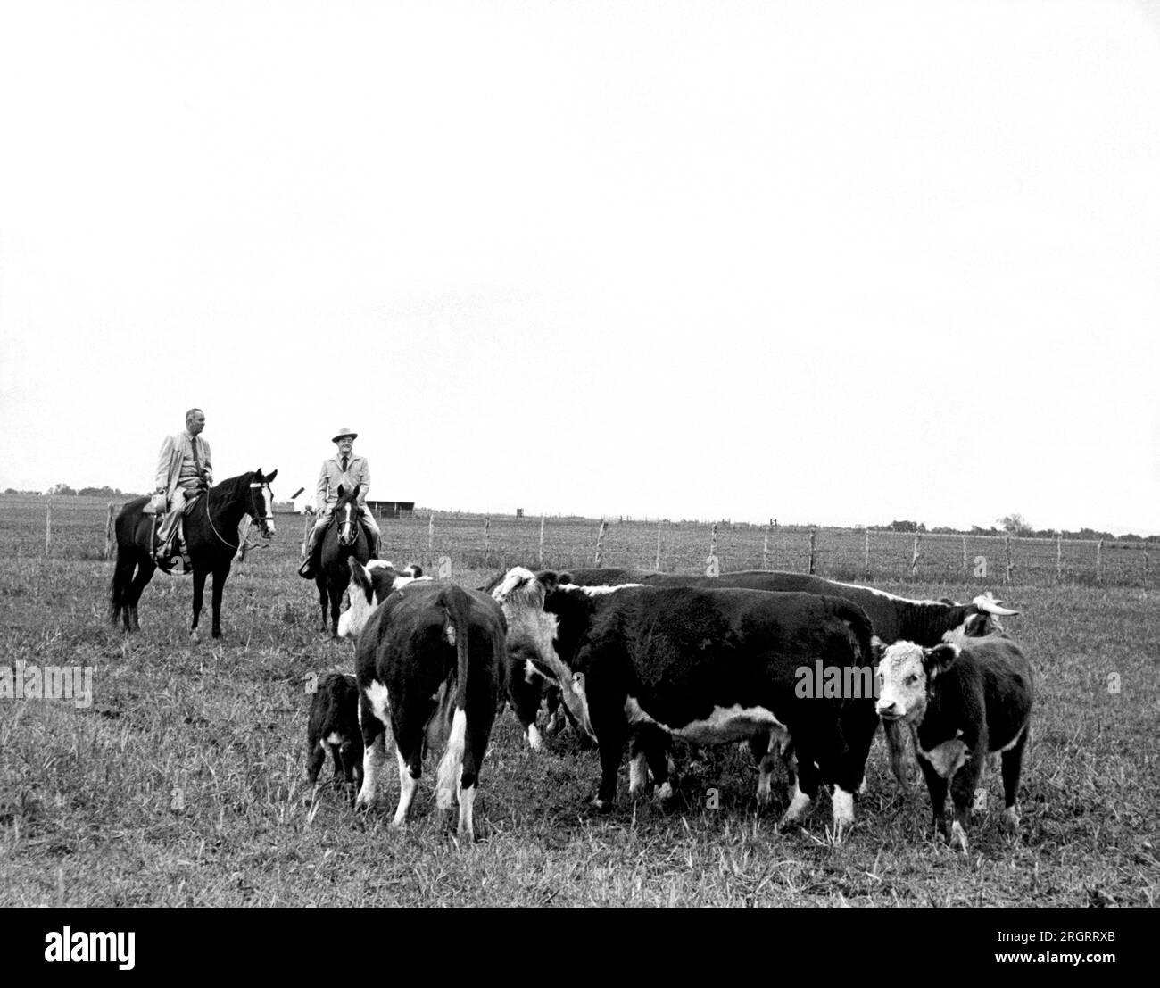 Johnson City, Texas: Der 1964. Designierte Präsident Lyndon Johnson und sein designierter Vizepräsident Hubert Humphrey entspannen sich auf einem Ausritt auf der LBJ Ranch in Texas. Stockfoto