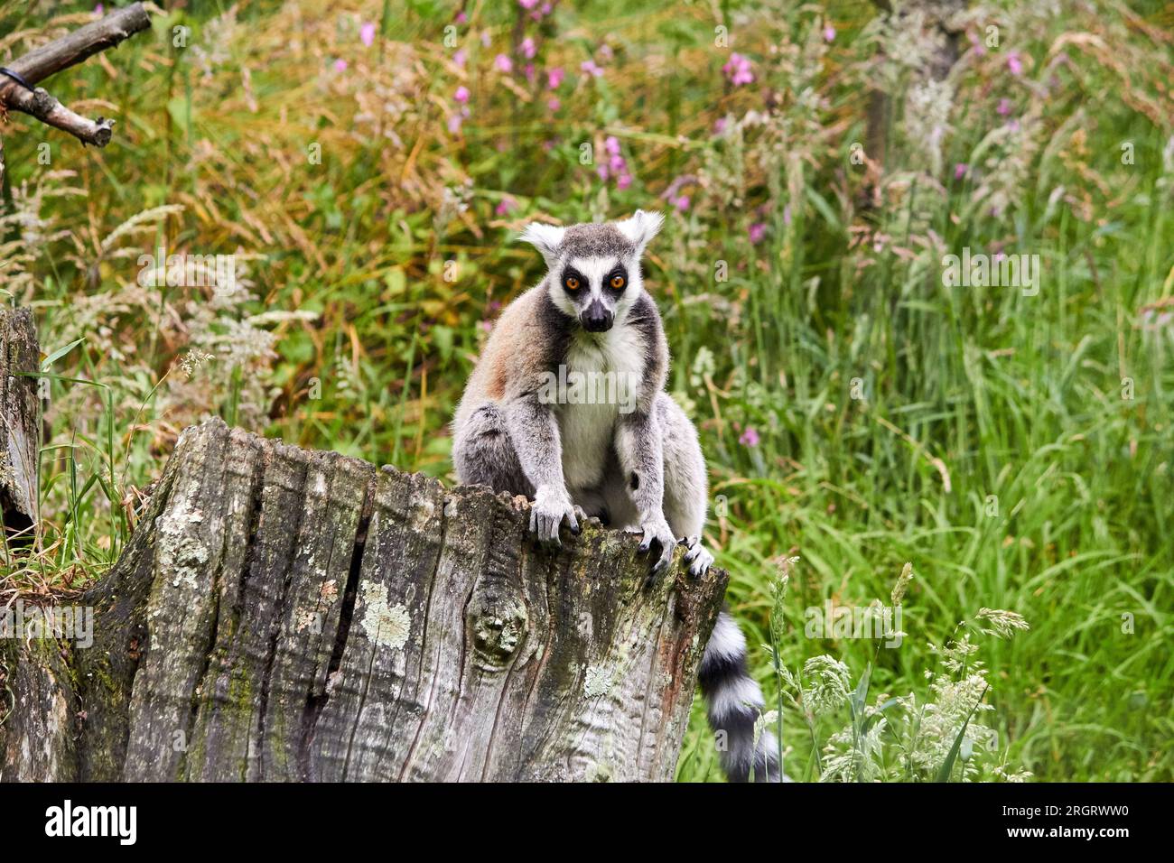 Ein Lemur mit Ringschwanzflosse schaut in die Kamera beim durrell Wildlife Conservation Trust, Jersey Zoo Stockfoto