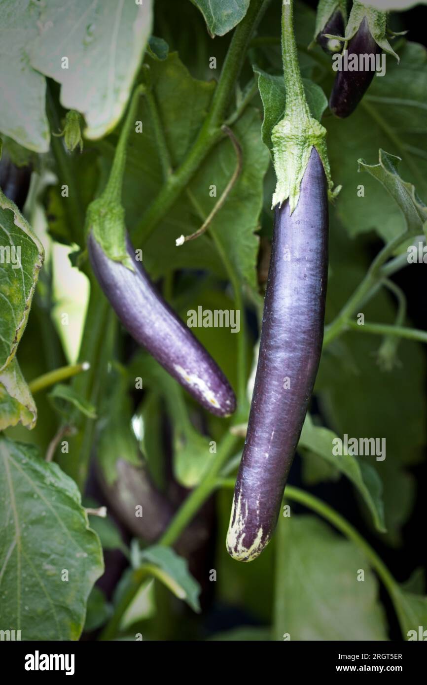 Ein Nahfoto von langen Auberginen in einem Garten im Norden Idahos. Stockfoto