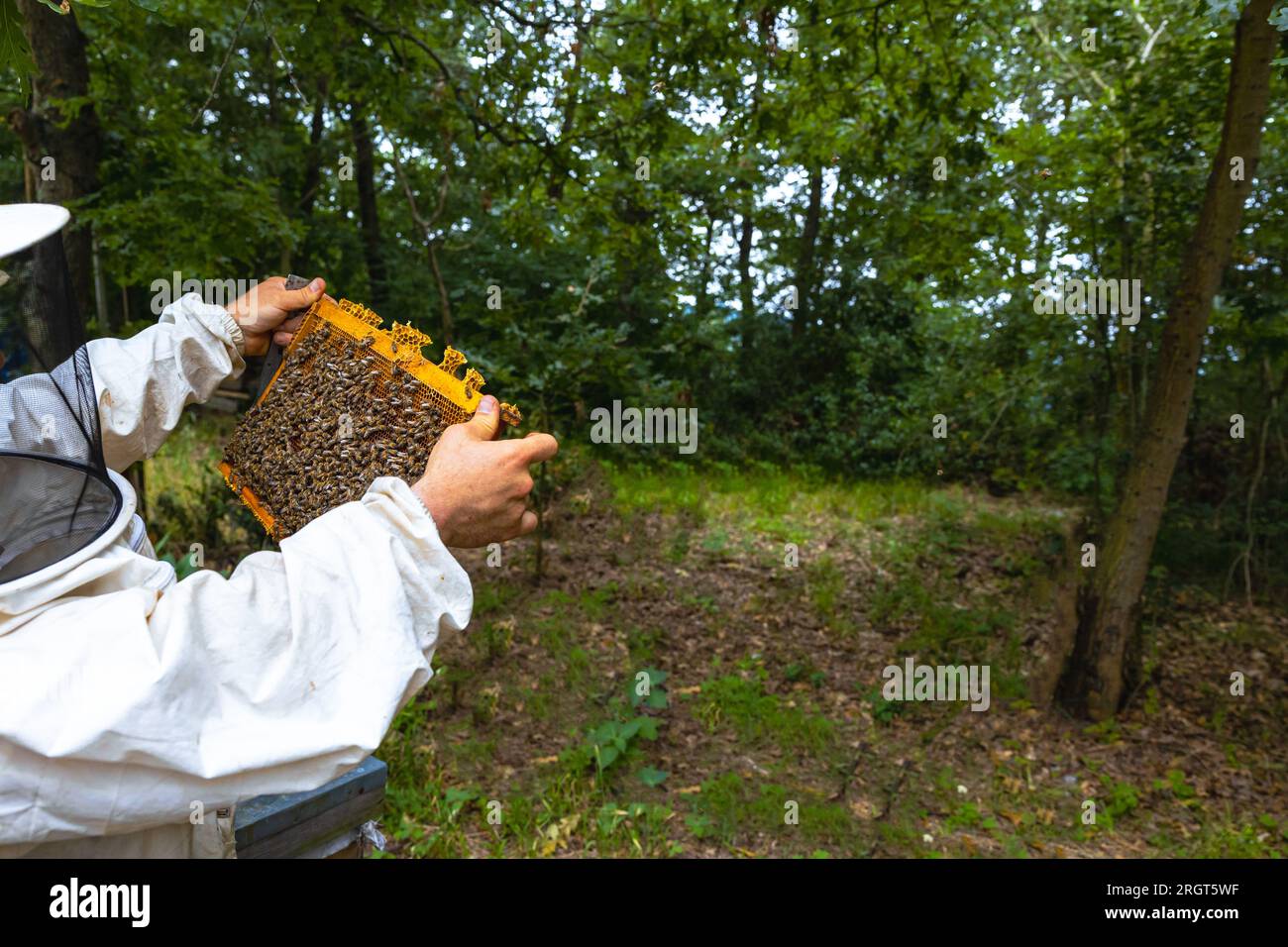 Ein Imker, der in einem Bienenhaus im Wald auf einen Wabenrahmen blickt. Hintergrundbild für Bienenzucht oder Imkerei. Stockfoto