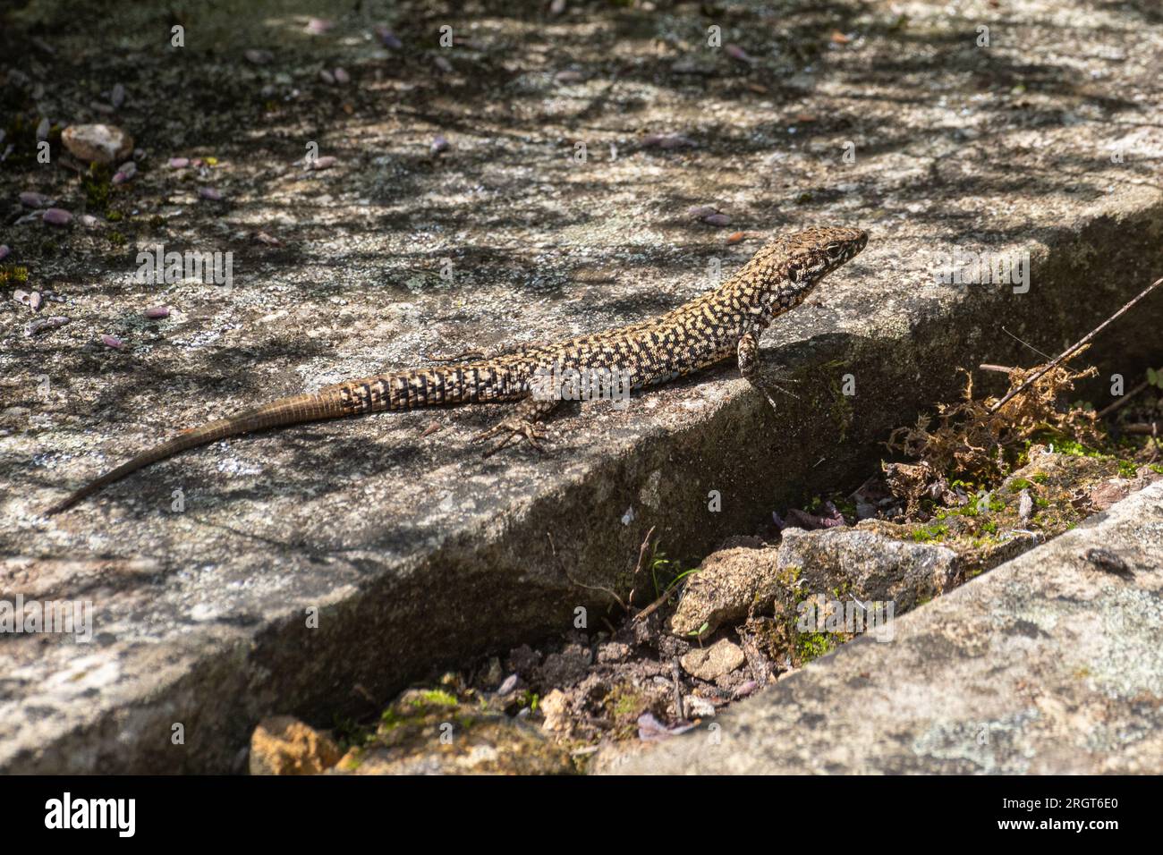 Gemeine Wandeidechse (Podarcis muralis), eine nicht einheimische Reptilienart, die versehentlich in ein Gartenzentrum in Hampshire, England, Großbritannien, eingeschleppt wurde Stockfoto
