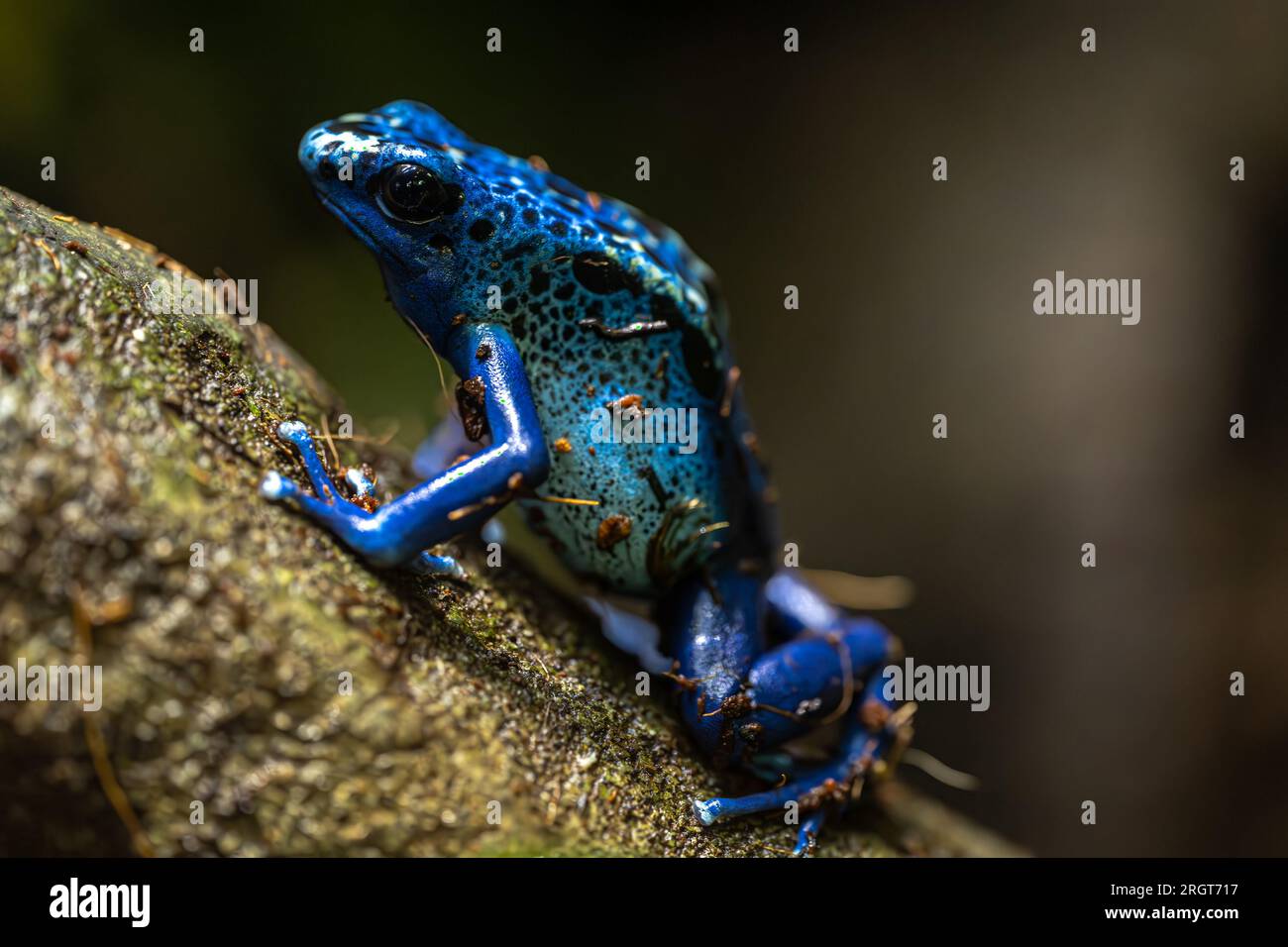 Färben von Giftfrosch (Dendrobates tinctorius) Stockfoto