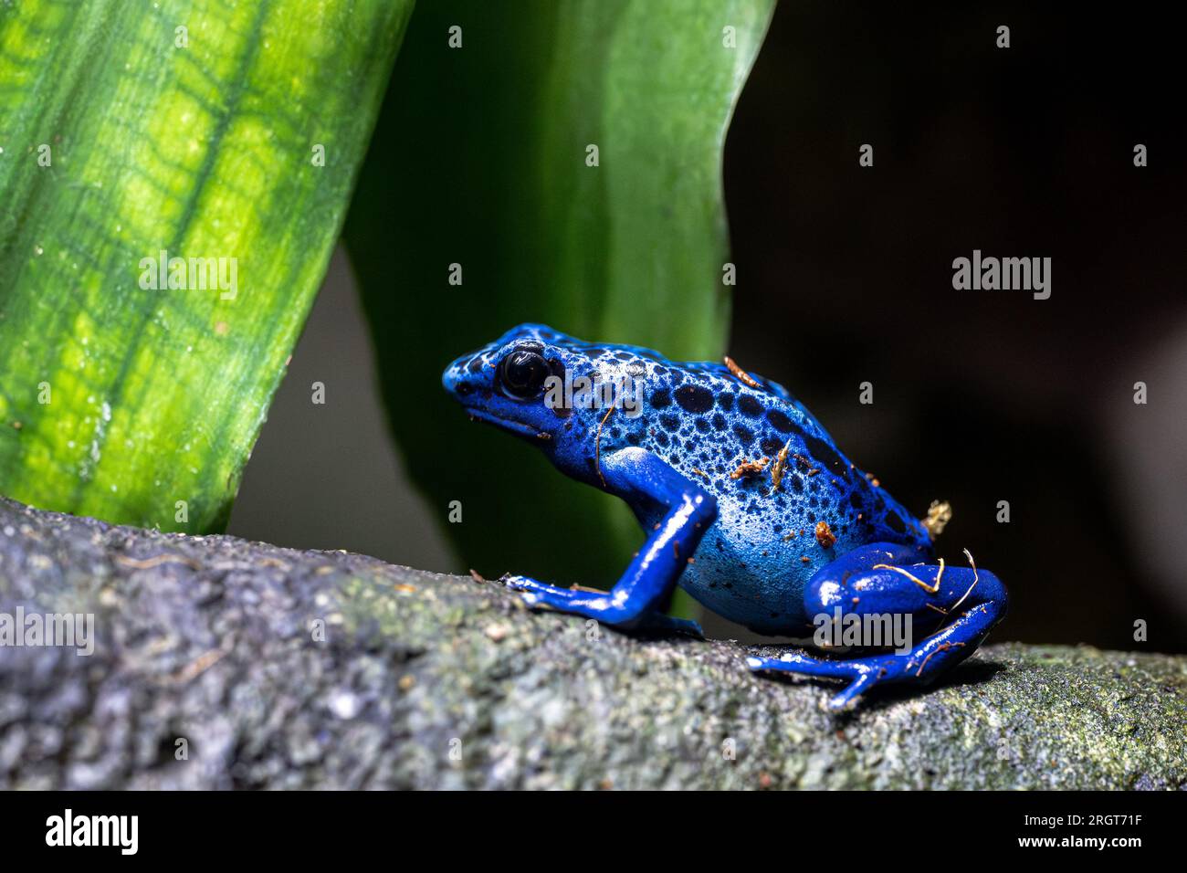 Färben von Giftfrosch (Dendrobates tinctorius) Stockfoto