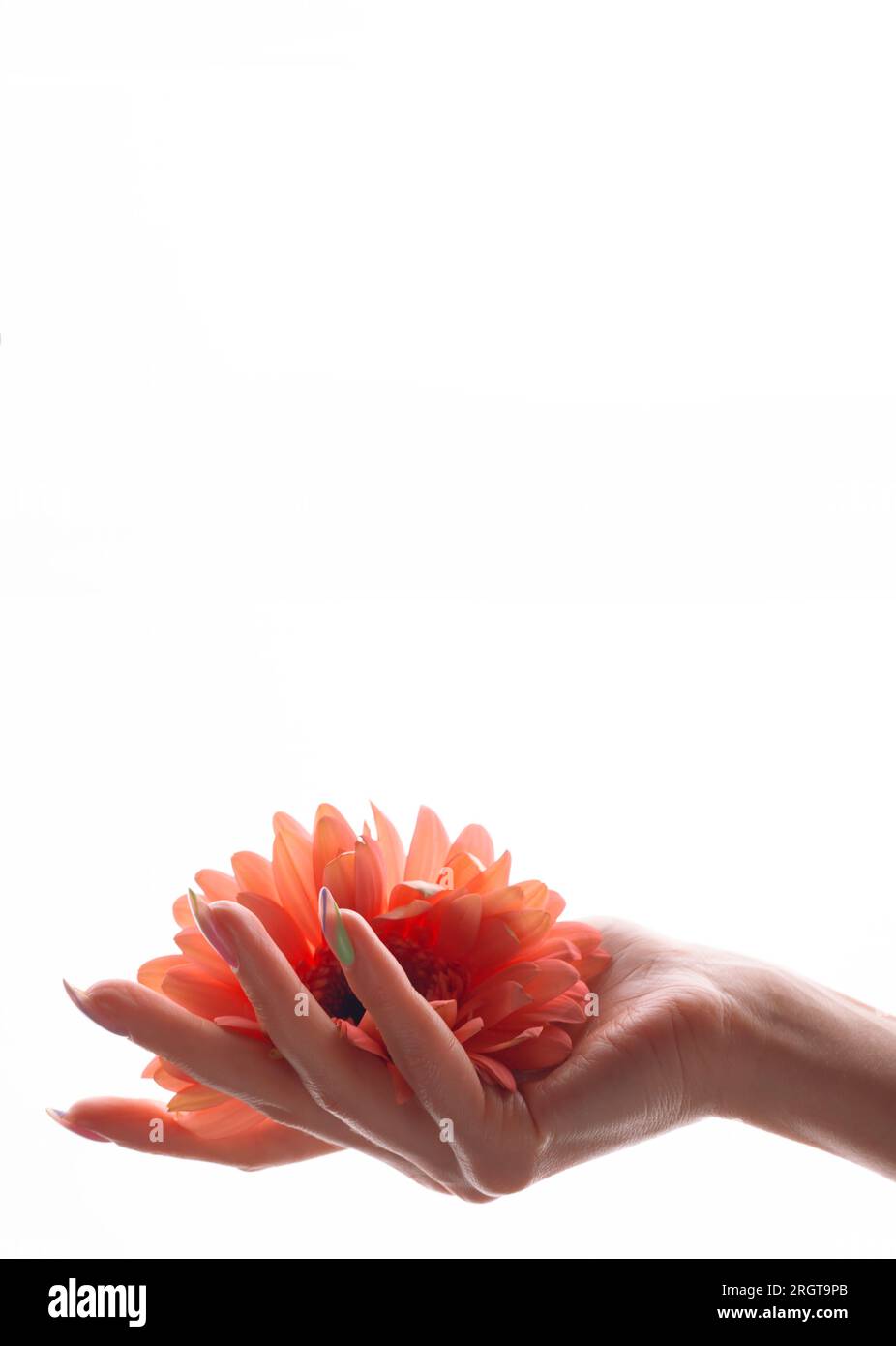 Rosa Blumen in der Hand auf weißem Hintergrund. Beauty und Frauengesundheitskonzept Stockfoto