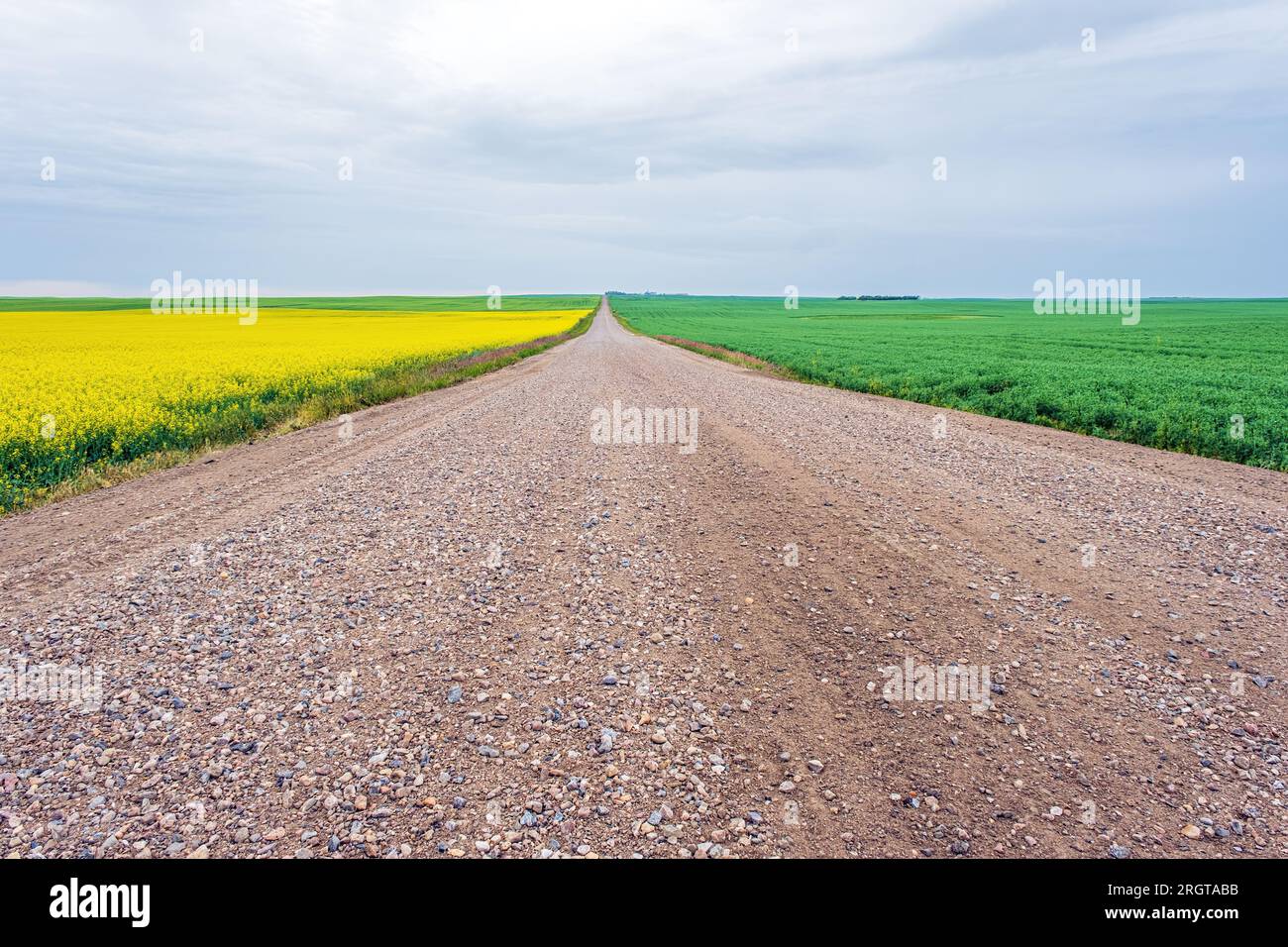 Großer Bauernhof im ländlichen Saskatchewan mit weitläufigen Feldern auf jeder Seite der Schotterstraße, so weit das Auge reicht. Stockfoto