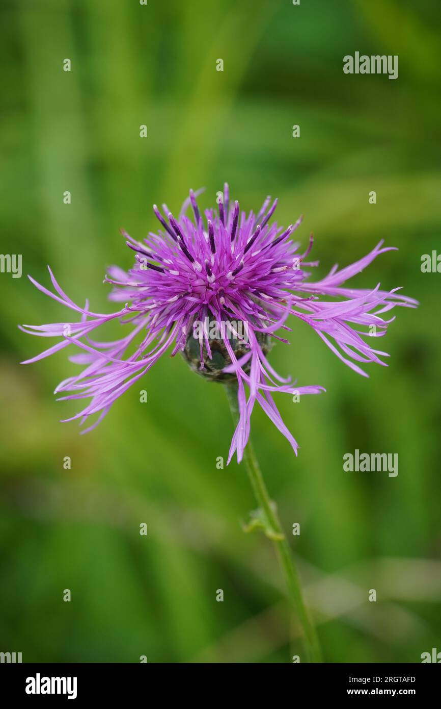 Blumen Stockfoto