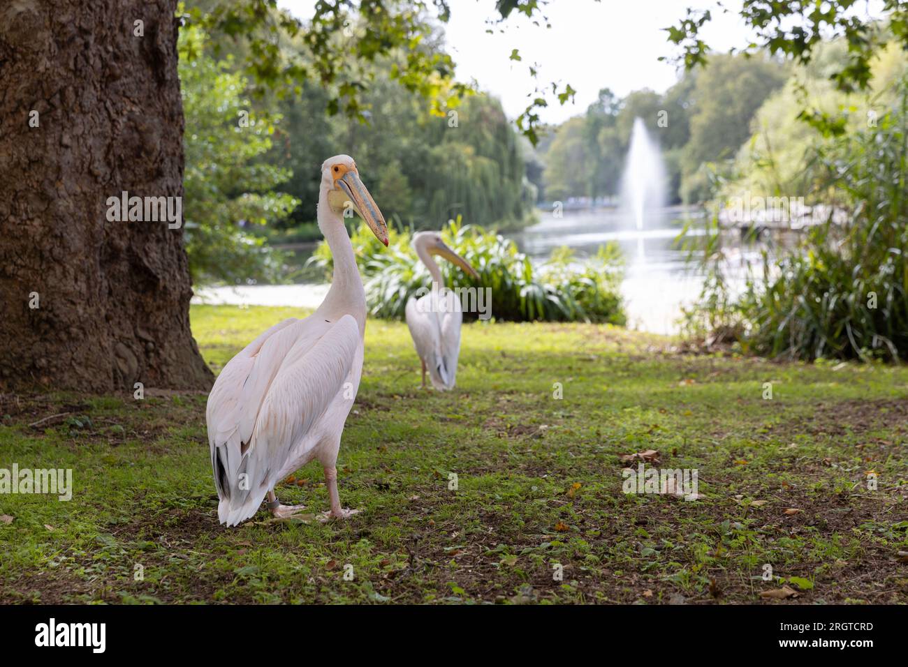 London, Großbritannien. 11. August 2023. Die Leute beobachten, wie Pelikane vom Hüter in St. James Park, London, mit Fisch gefüttert werden. Stockfoto