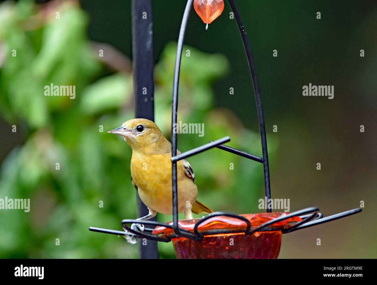 Der junge Baltimore Oriole (Icterus galbula) sitzt im August auf einer Gelee-Vogelzucht aus Trauben in Süd-Michigan Stockfoto