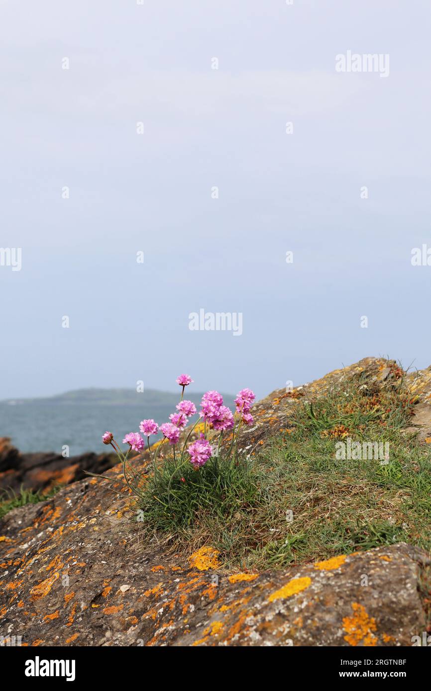 Pinkfarbene kleine Blumen an einem felsigen Strand an einem Sommertag Stockfoto