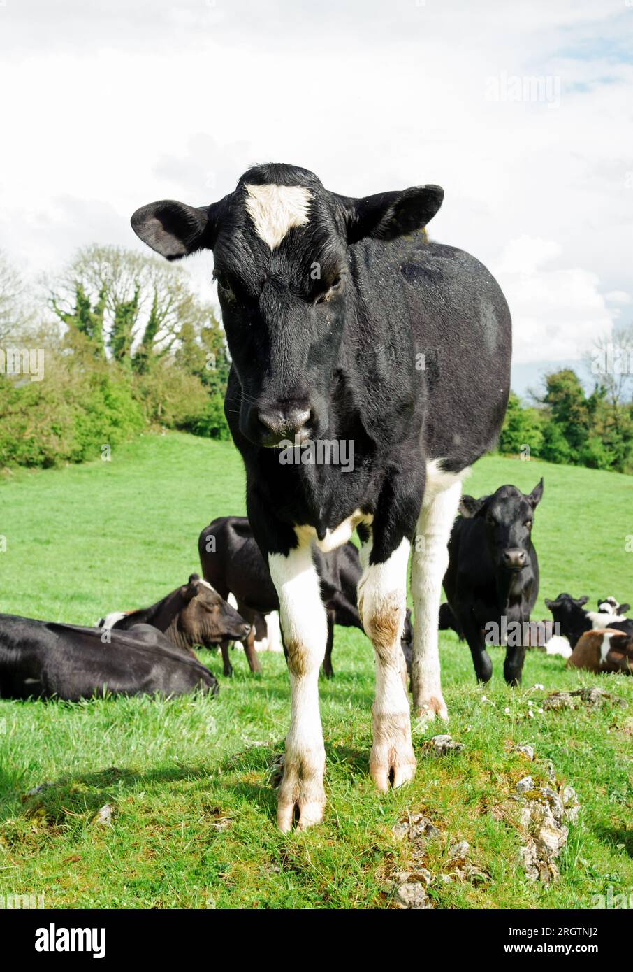 Herde weißer und schwarzer Kühe auf einer Weide auf einem sommerlichen grünen Feld in Irland Stockfoto