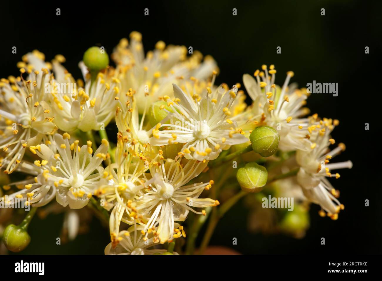 Frühlingsblütenlinden, eine Nahaufnahme von Blumen, die für die Herstellung von Tee und medizinische alternative Medikamente verwendet werden kann Stockfoto