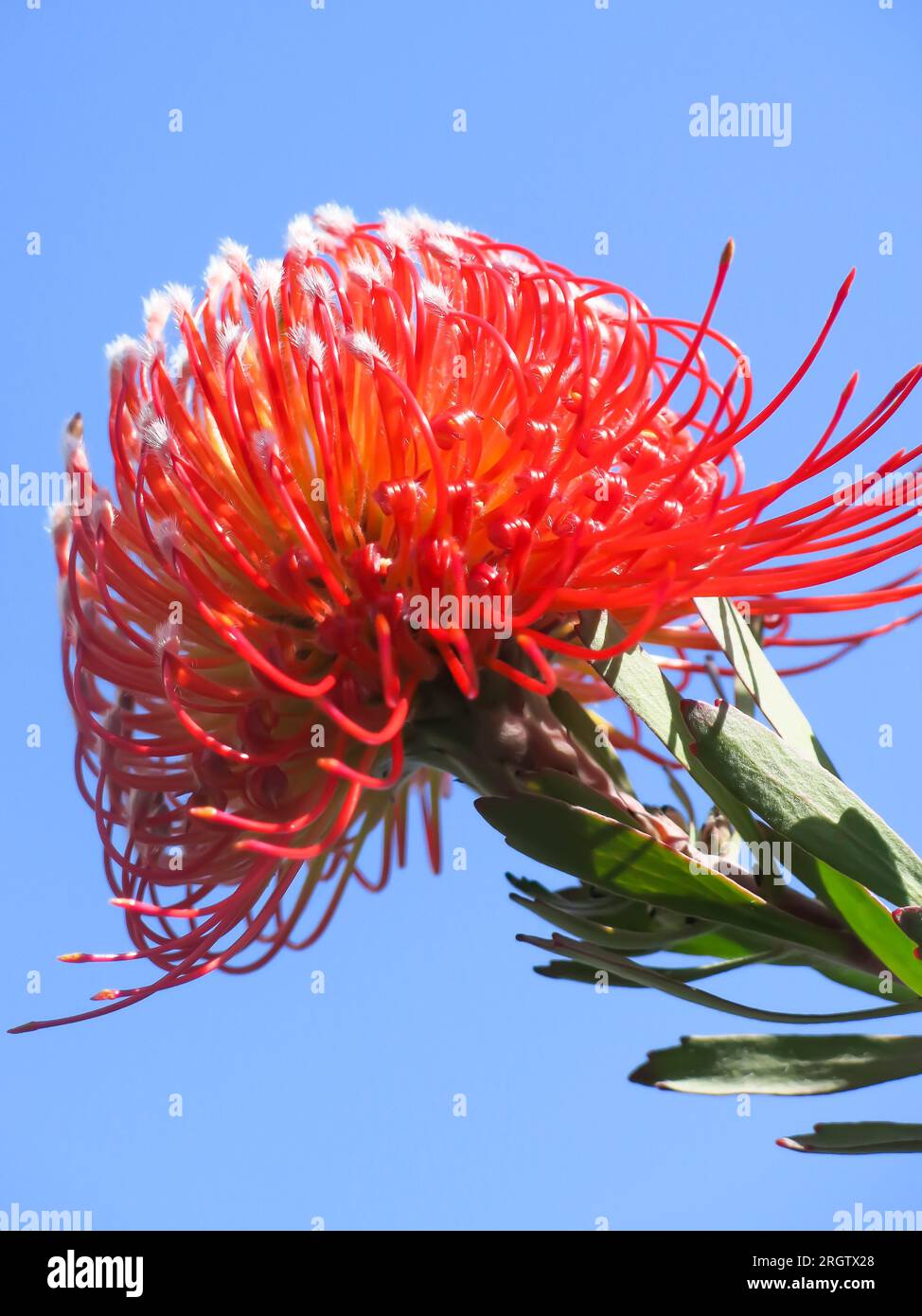 Protea Flower in Bloom Stockfoto