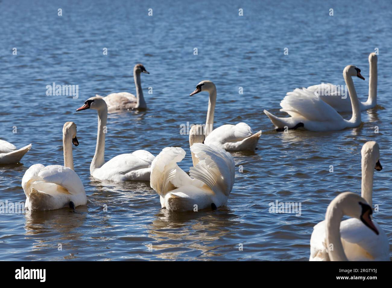 Weißer Schwan schwimmend auf dem See, wunderschöne Wasservögel im Frühling, wunderschöne große Vögel Stockfoto