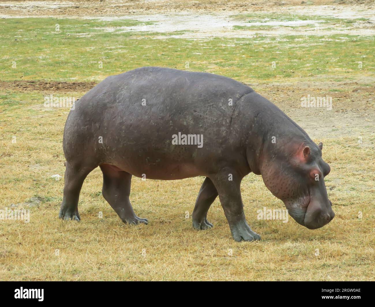 Nilpferde, die Nahrung auf flachem Land finden Stockfoto