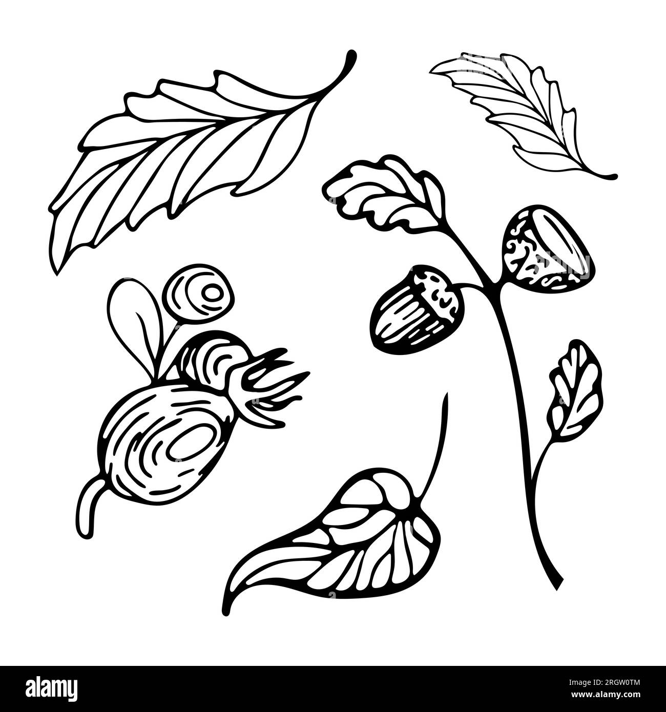 Herbstset handgezeichneter Kritzeleien. Herbstblätter, Eichel auf einem Zweig, Rosenhüften. Ein grafischer Satz von Skizzenelementen für den Herbst für Farben, Aufkleber, Poster Stock Vektor