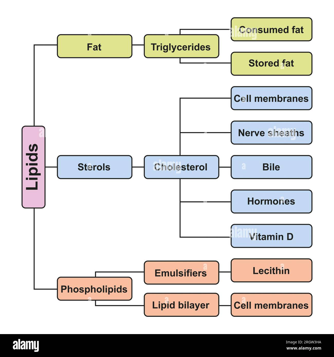 Tabelle zur Lipidklassifizierung, Illustration Stockfoto