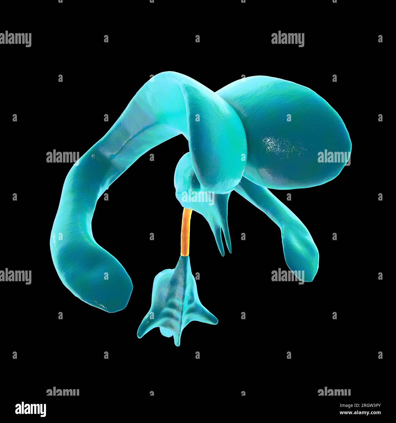 Hirnaquädukt, Illustration Stockfoto