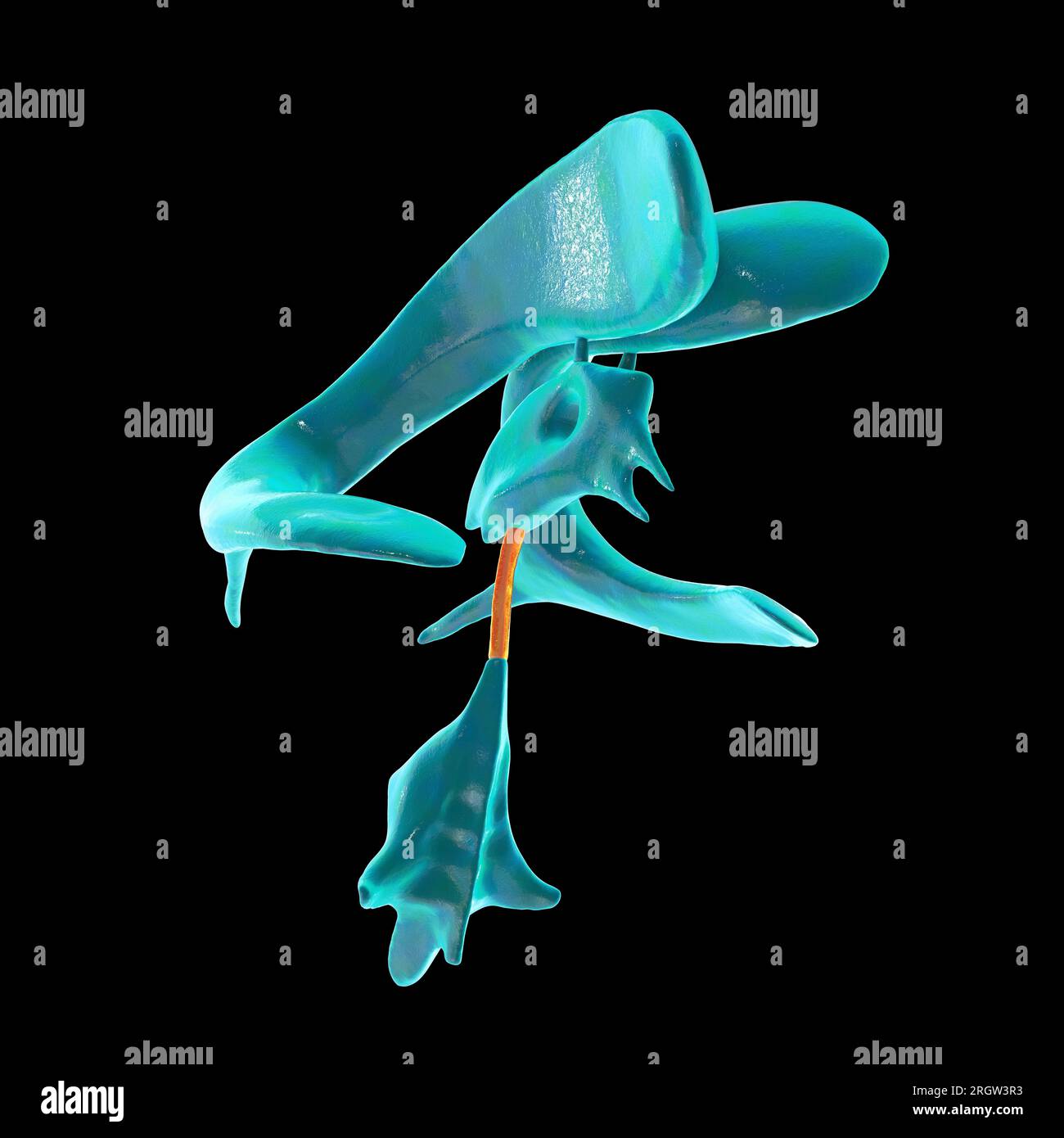 Hirnaquädukt, Illustration Stockfoto