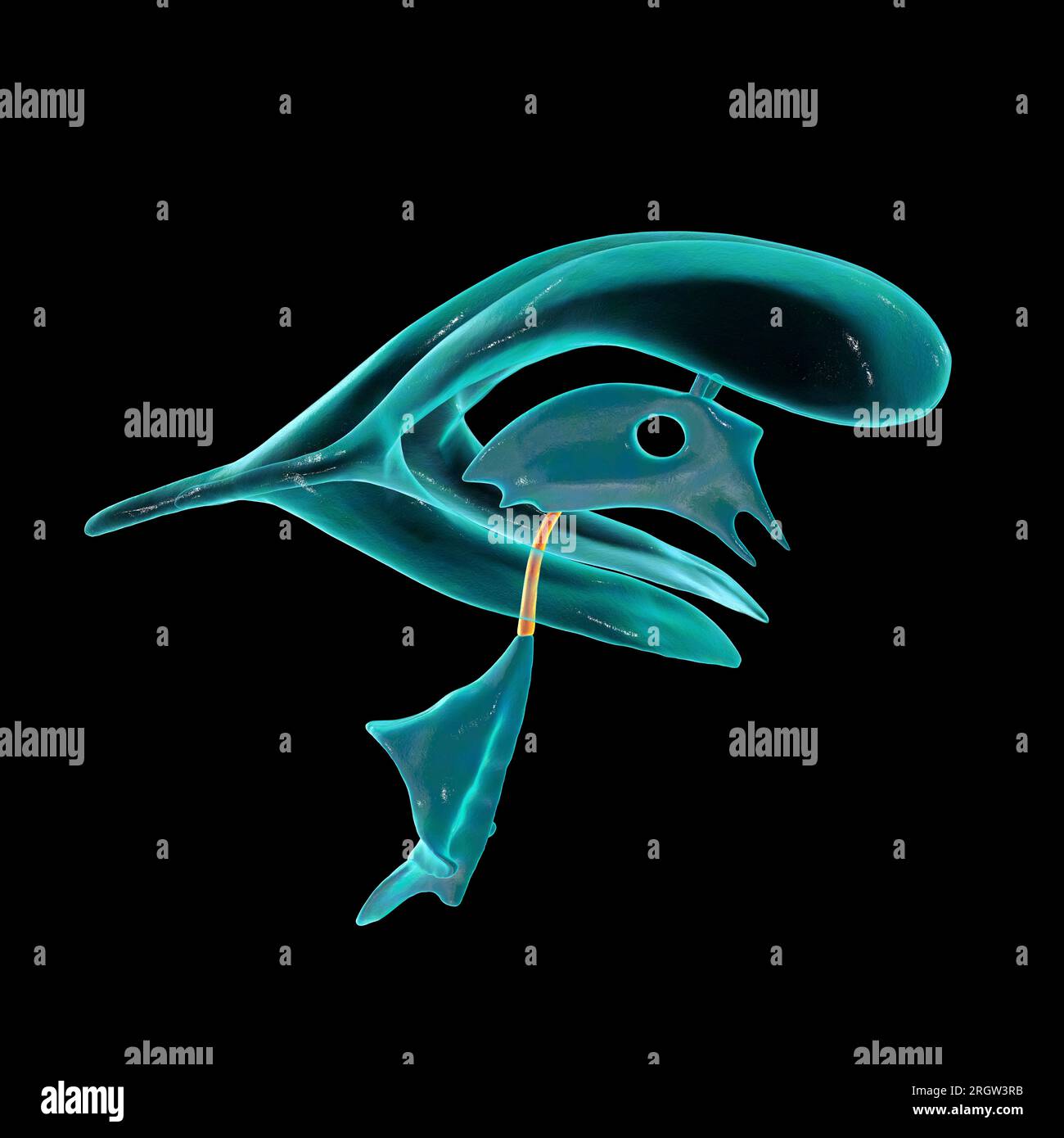 Hirnaquädukt, Illustration Stockfoto