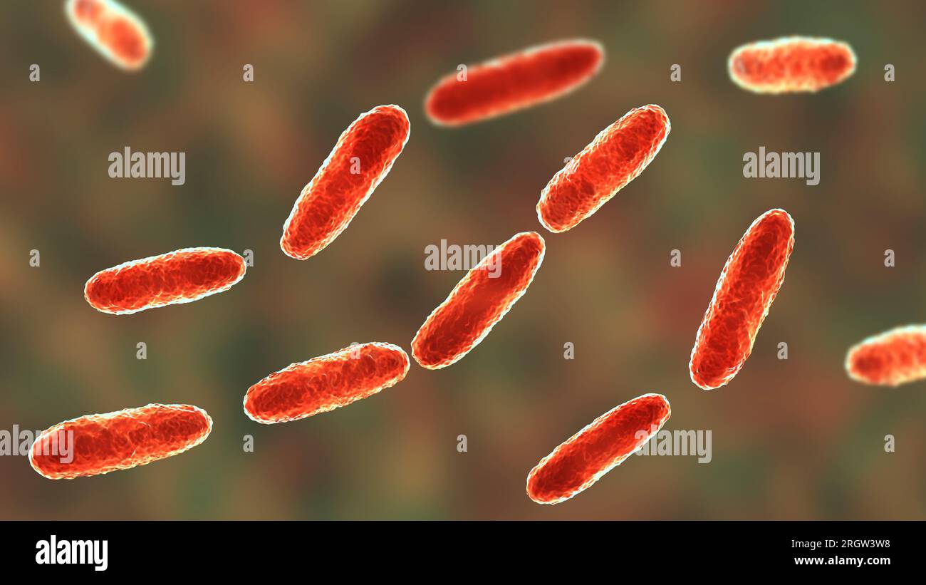 Klebsiella oxytoca Fotos und Bildmaterial in hoher Auflösung Alamy