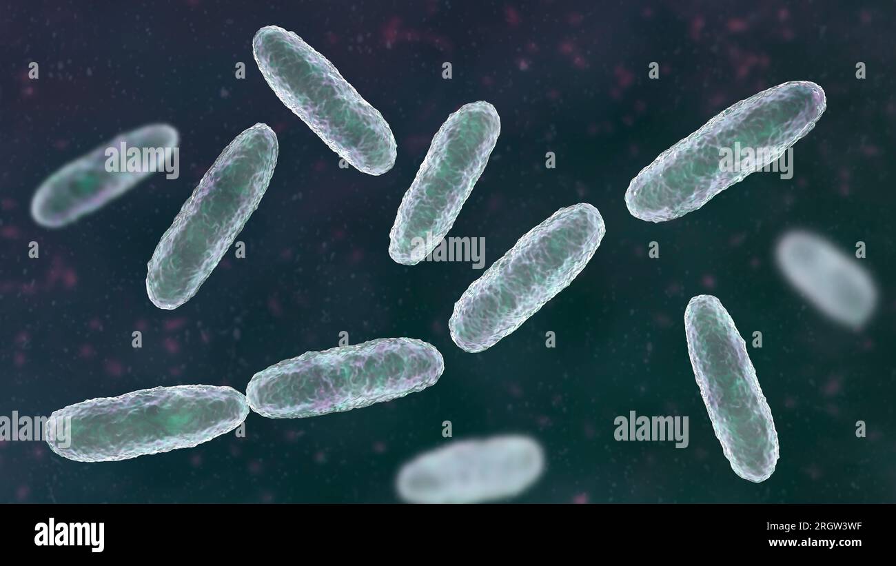 Klebsiella oxytoca -Fotos und -Bildmaterial in hoher Auflösung – Alamy
