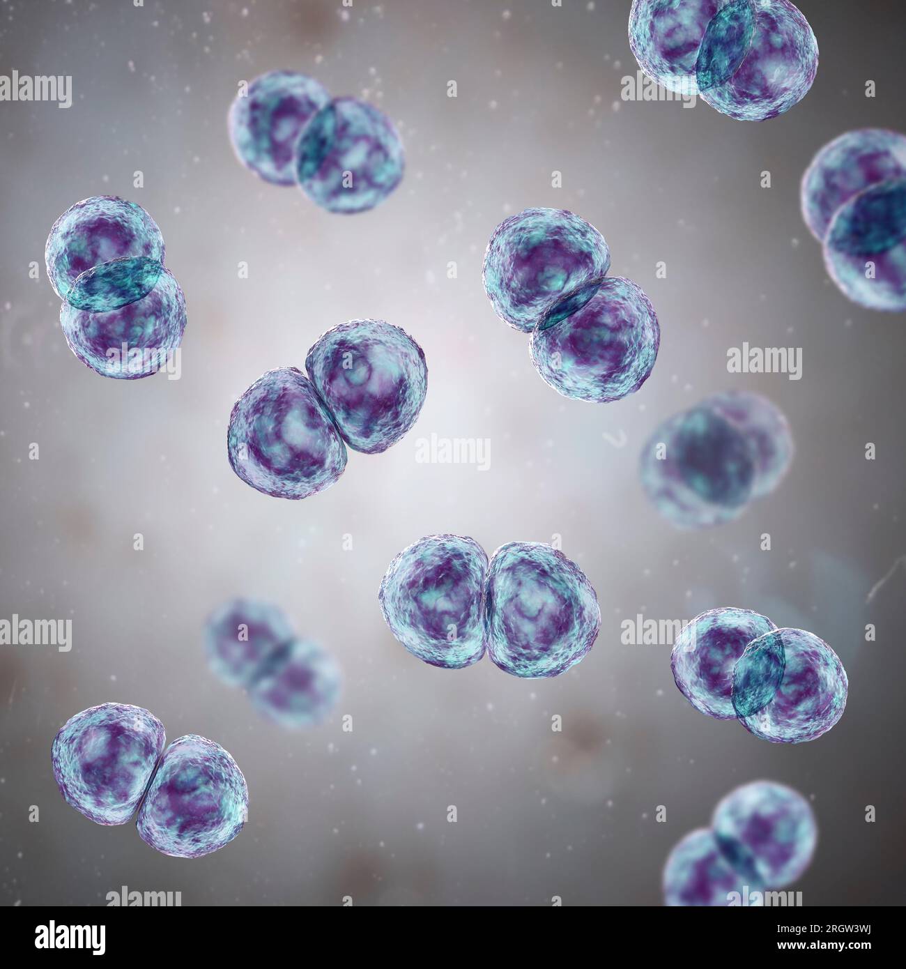 Streptococcus pneumoniae-Bakterien, Abbildung Stockfoto