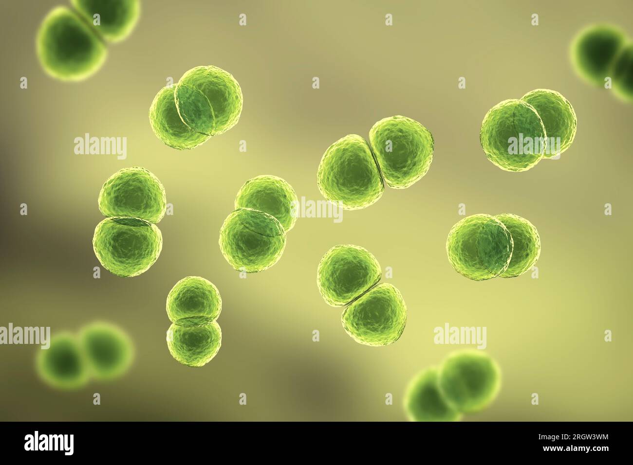 Streptococcus pneumoniae-Bakterien, Abbildung Stockfoto