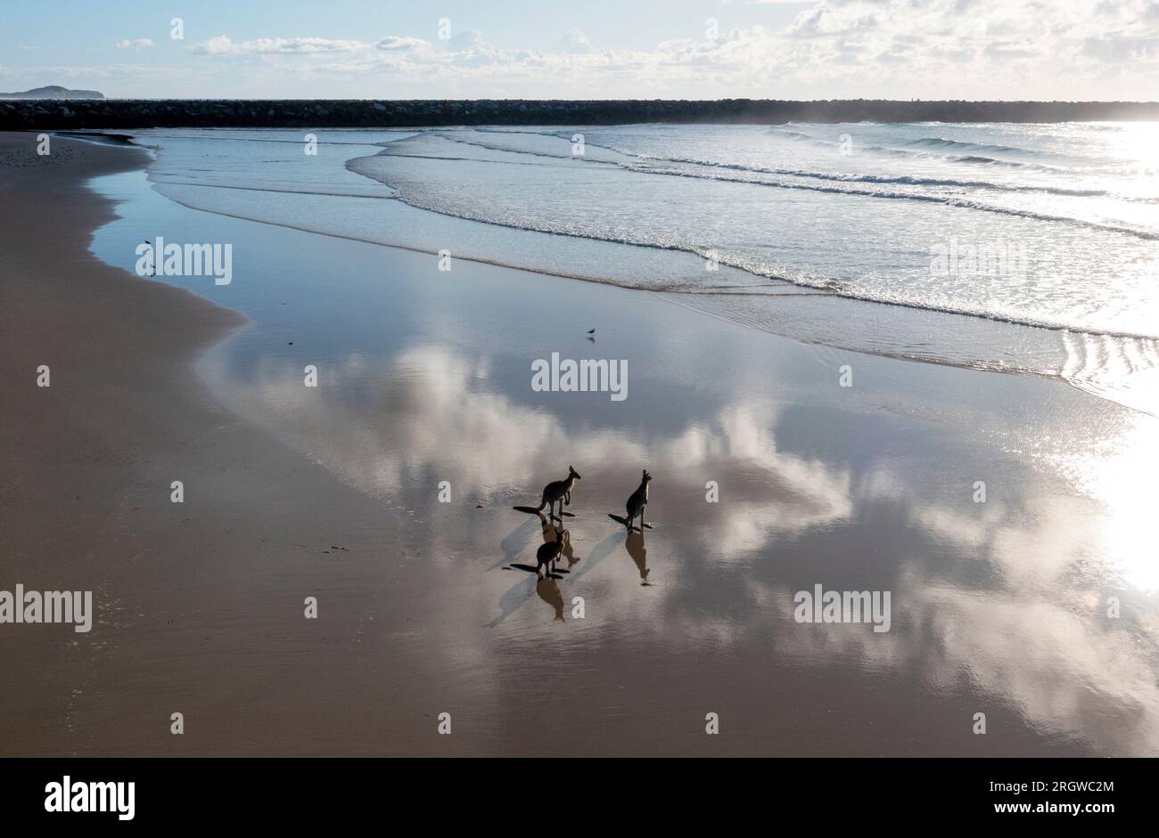 Kängurus am Strand von Yamba, New South Wales. Stockfoto