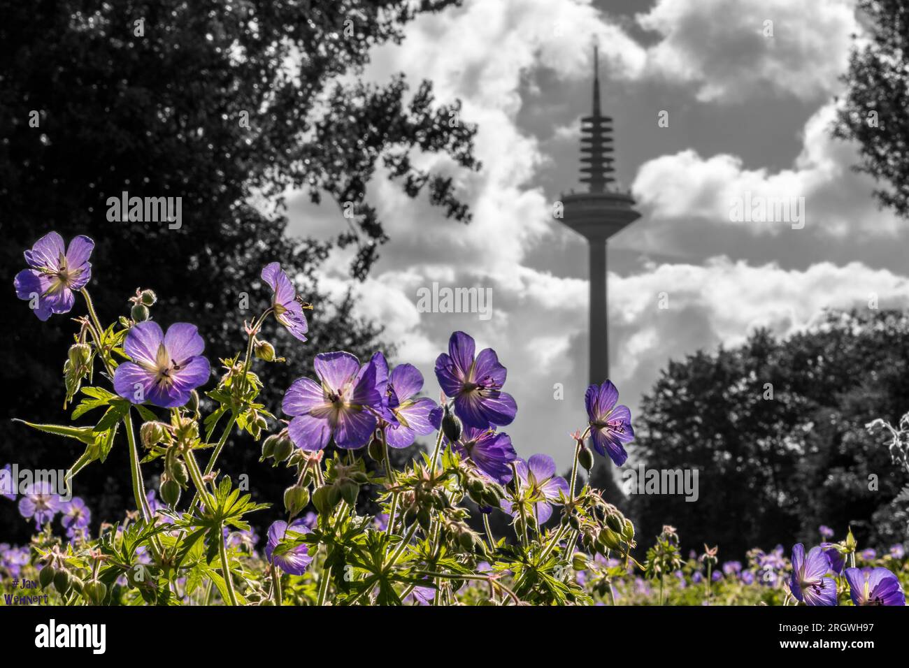 Blühende Schönheit: Die Skyline von Frankfurt am Main ist mit Frühlingsblumen geschmückt Stockfoto