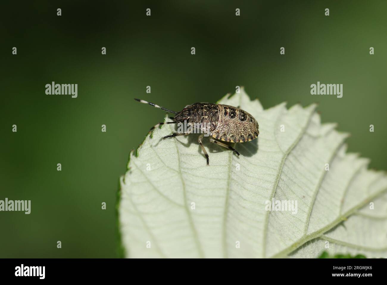 Ein gesprenkelter Shieldbug, Rhaphigaster nebulosa, ruht auf einem Blatt. Stockfoto