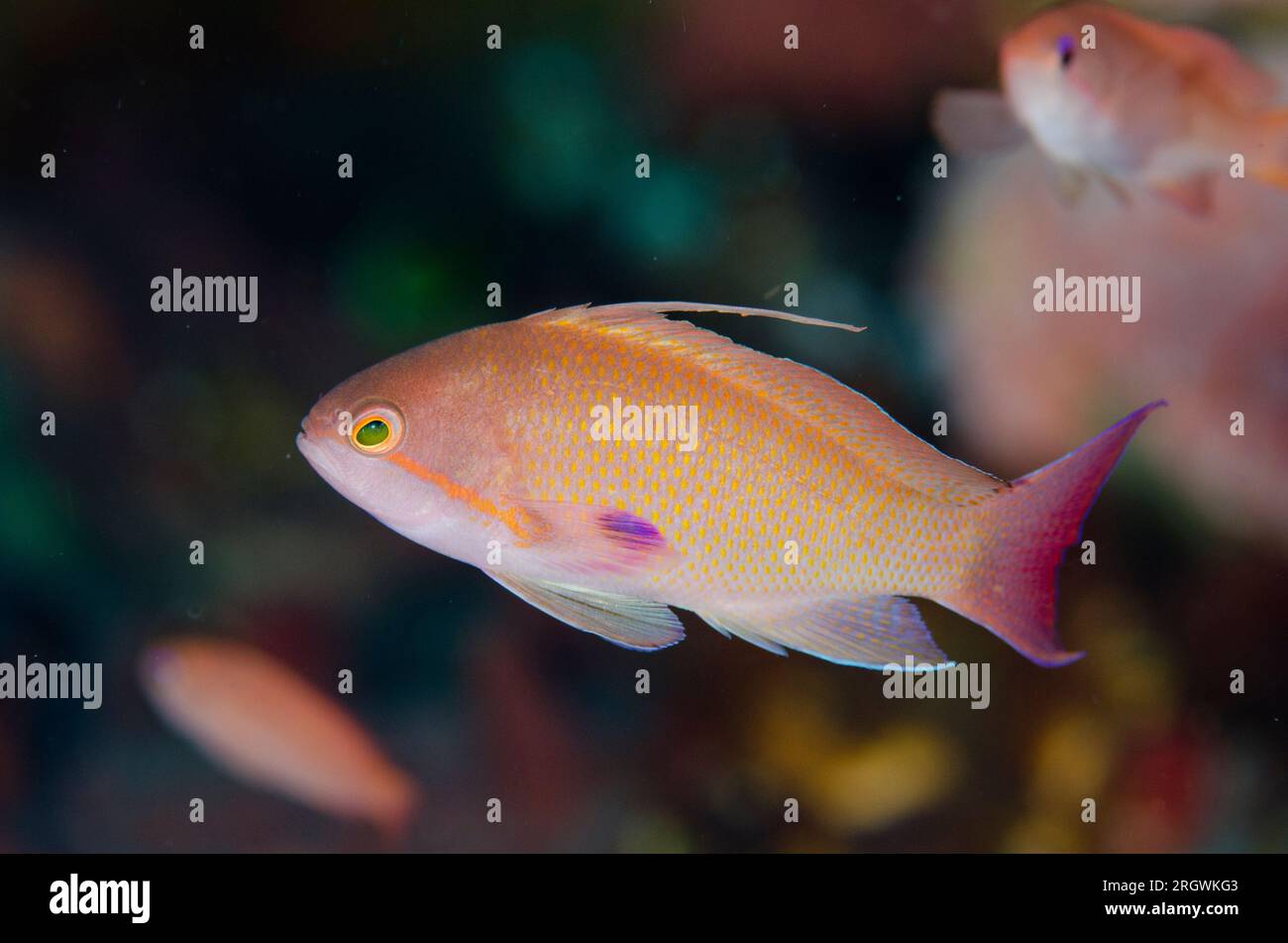 Männlich Scalefin Anthias, Pseudanthias squamipinnis, Tatawa Kecil Tauchplatz, zwischen Komodo und Flores Inseln, Komodo Nationalpark, Indonesien Stockfoto