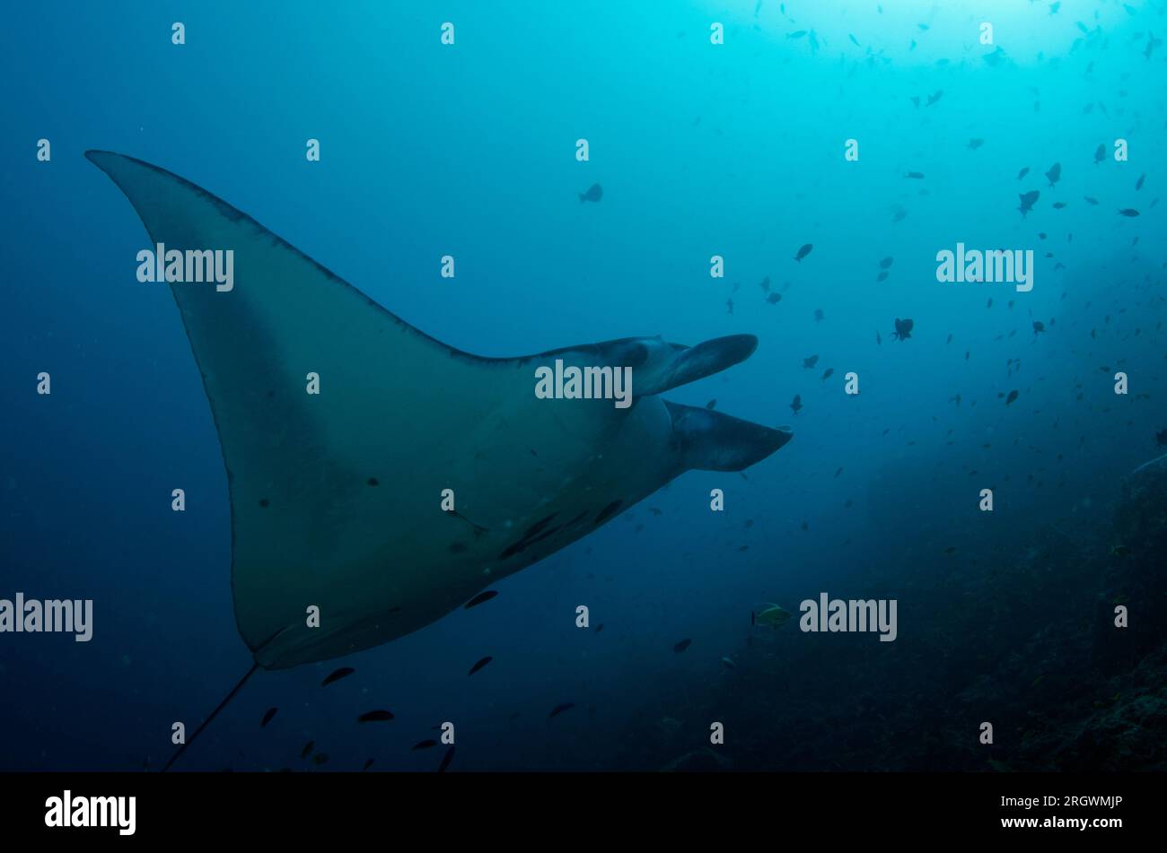 Reef Manta Ray, Mobula alfredi, als verwundbar eingestuft, Tauchplatz in der Manta Alley, Padar Island, Komodo National Park, Indonesien Stockfoto