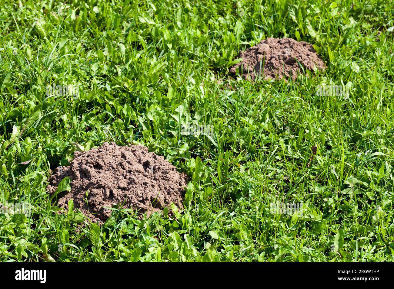 Der Boden, den ein Maulwurf auf einem Feld mit Gras gegraben hat, Molehill auf einem Feld mit Gras von Maulwürfen Stockfoto