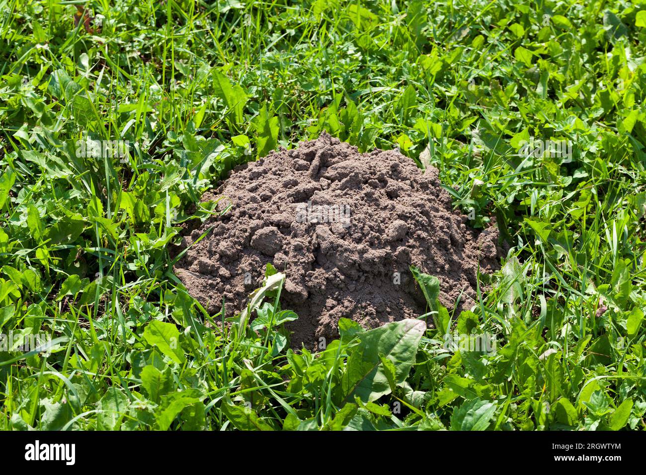 Der Boden, den ein Maulwurf auf einem Feld mit Gras gegraben hat, Molehill auf einem Feld mit Gras von Maulwürfen Stockfoto