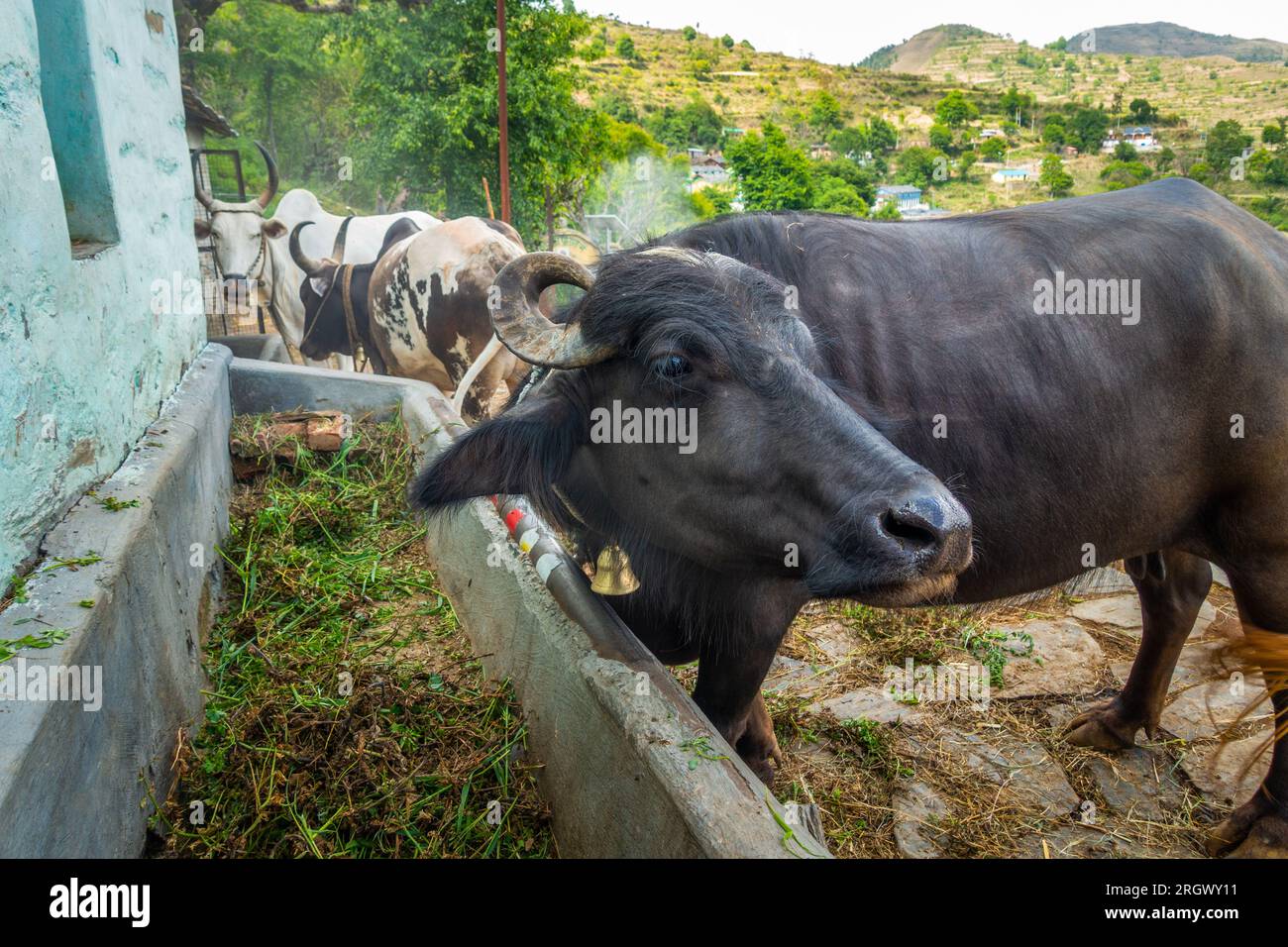 Kühe- und Büffelfütterung am Trog in der Dorfszene Uttarakhand Stockfoto